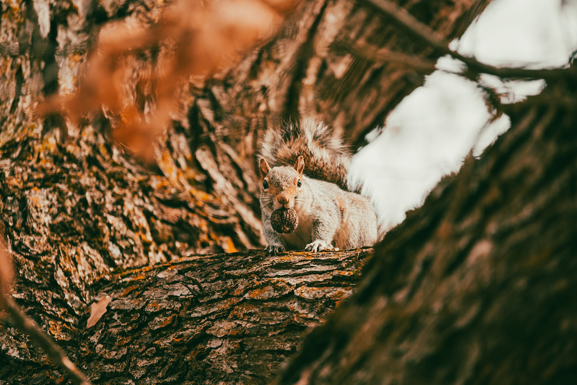 Squirrel