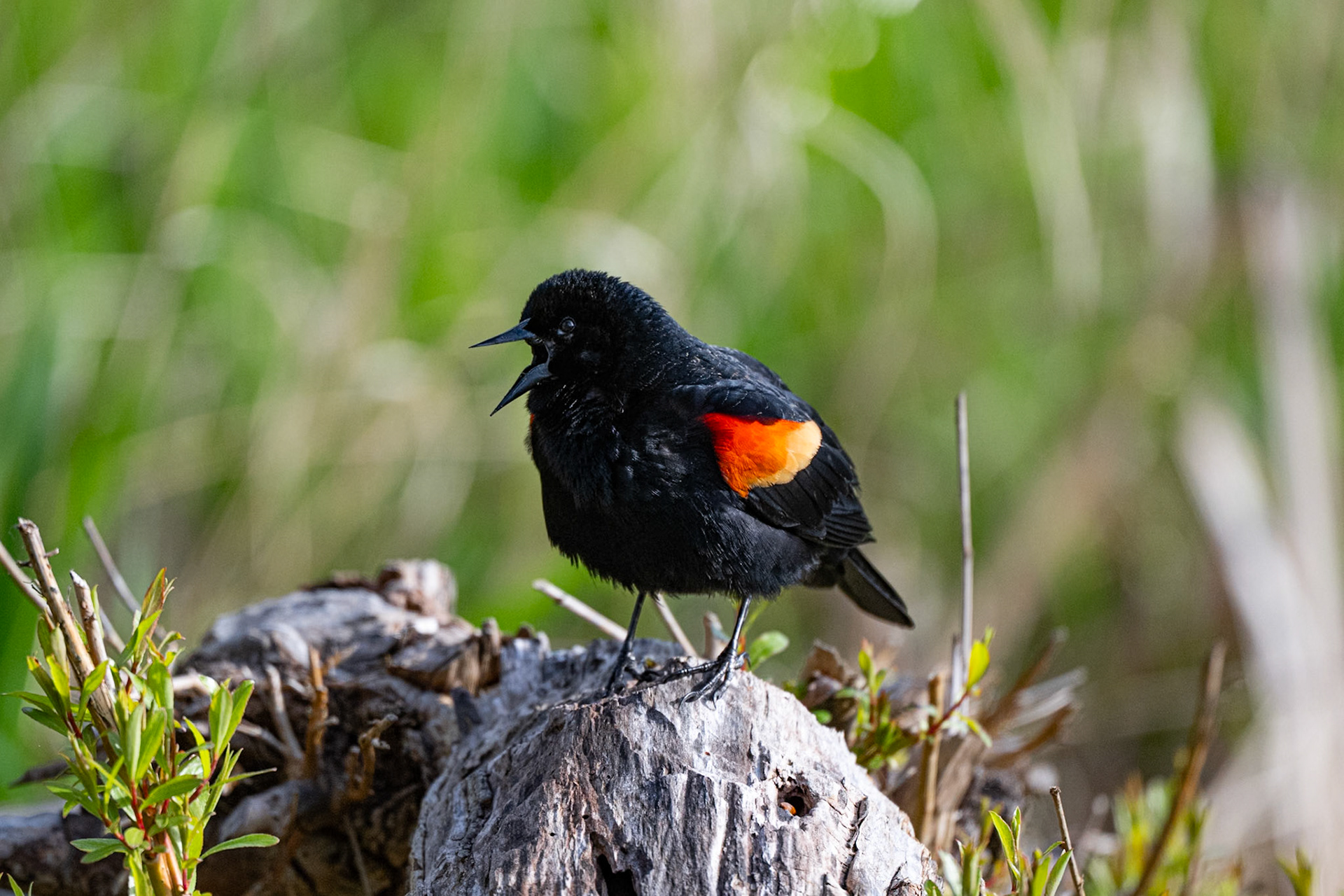 Red Winged Blackbird