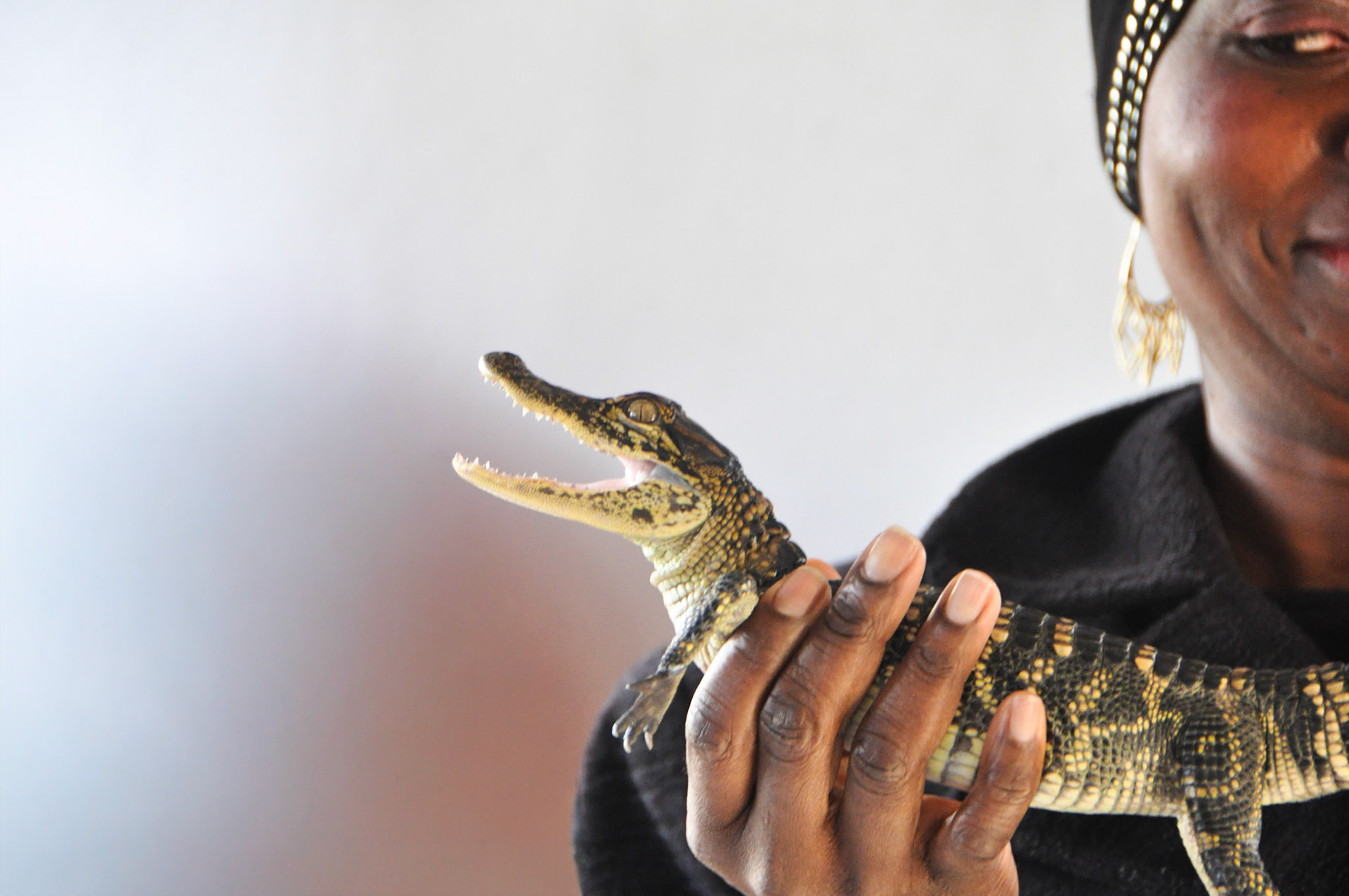 Baby Alligator