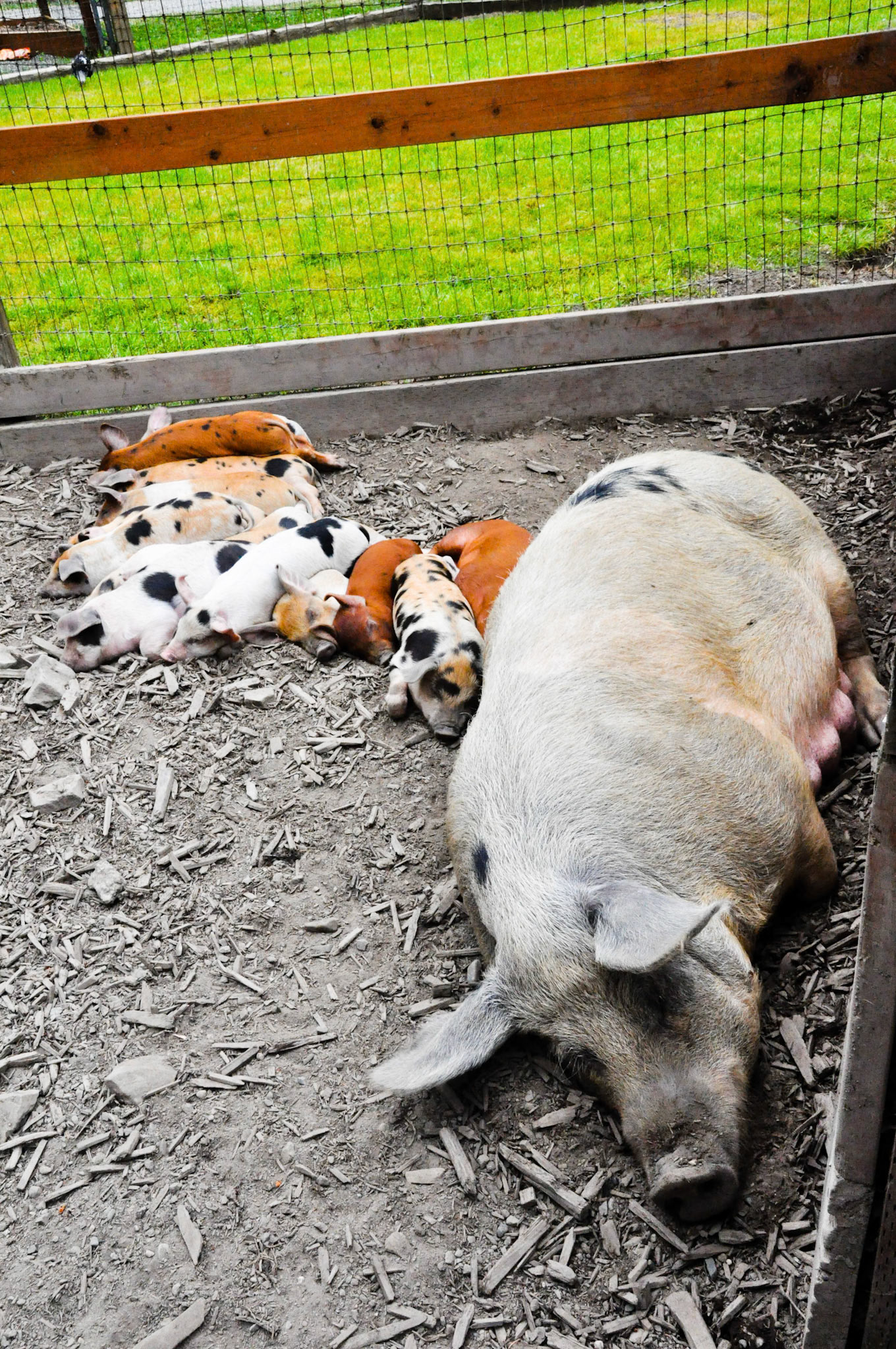 Piglets
