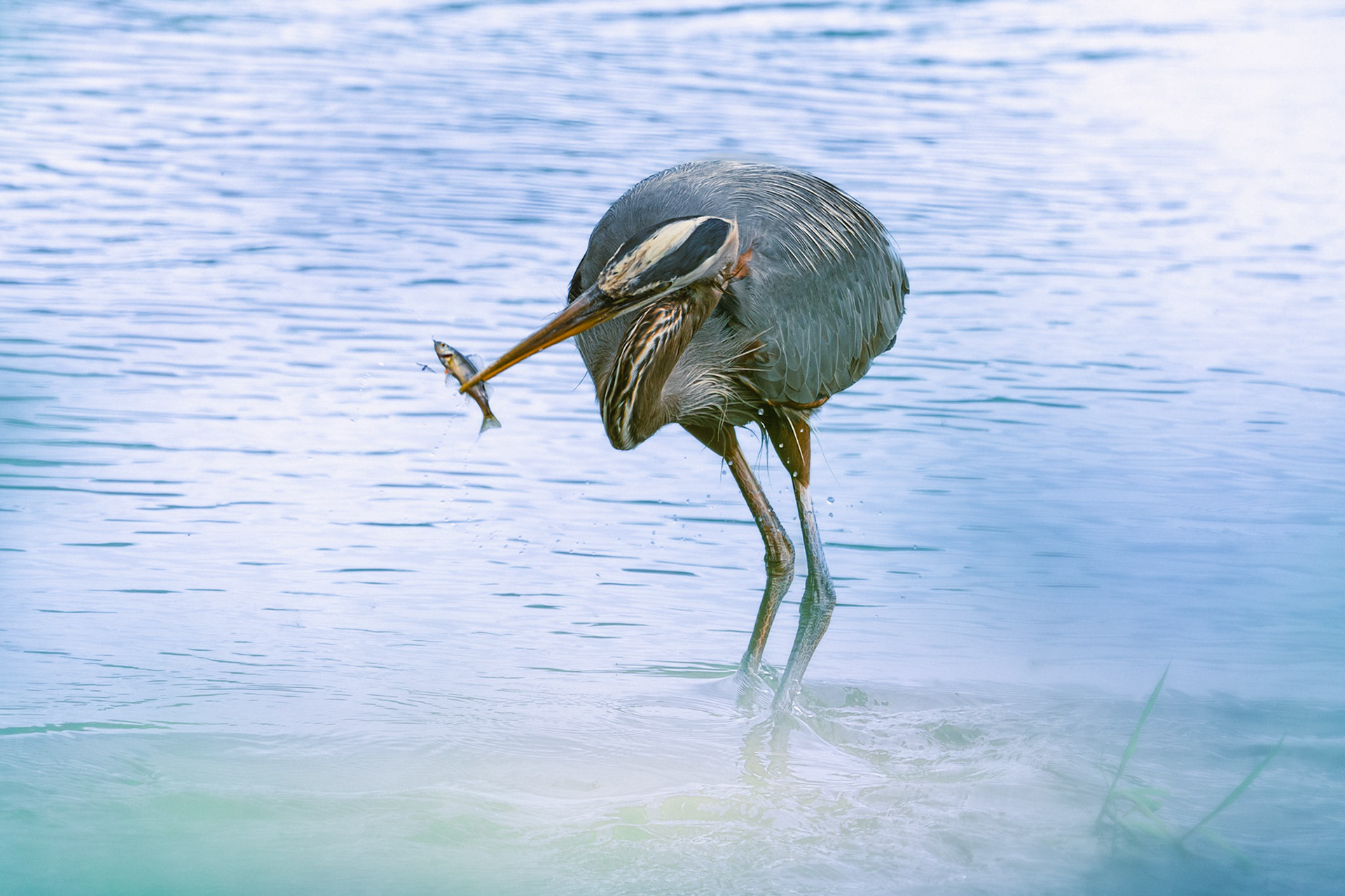 Blue heron with a fish
