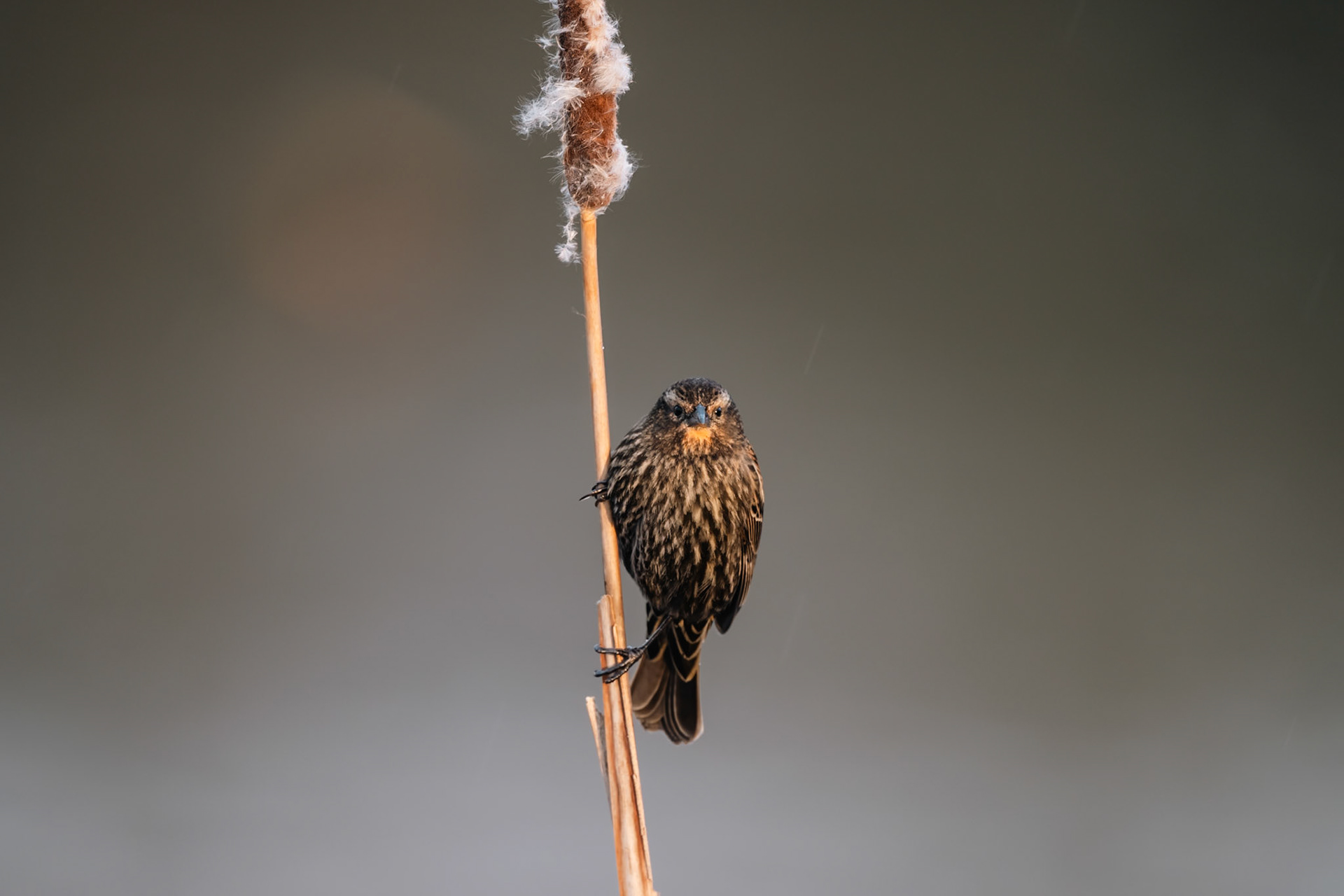 female Red-winged Blackbird