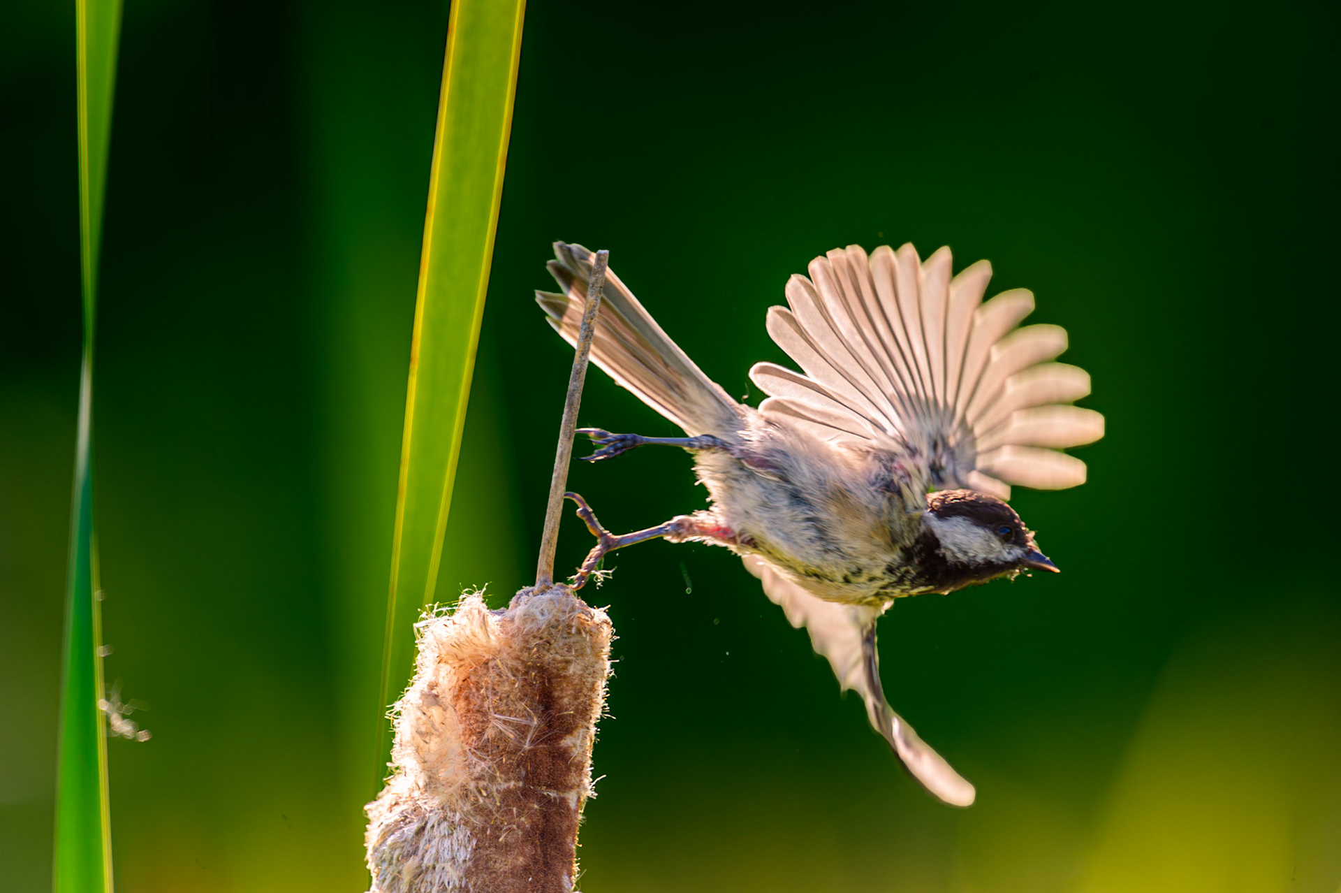 Black Capped Chickadee