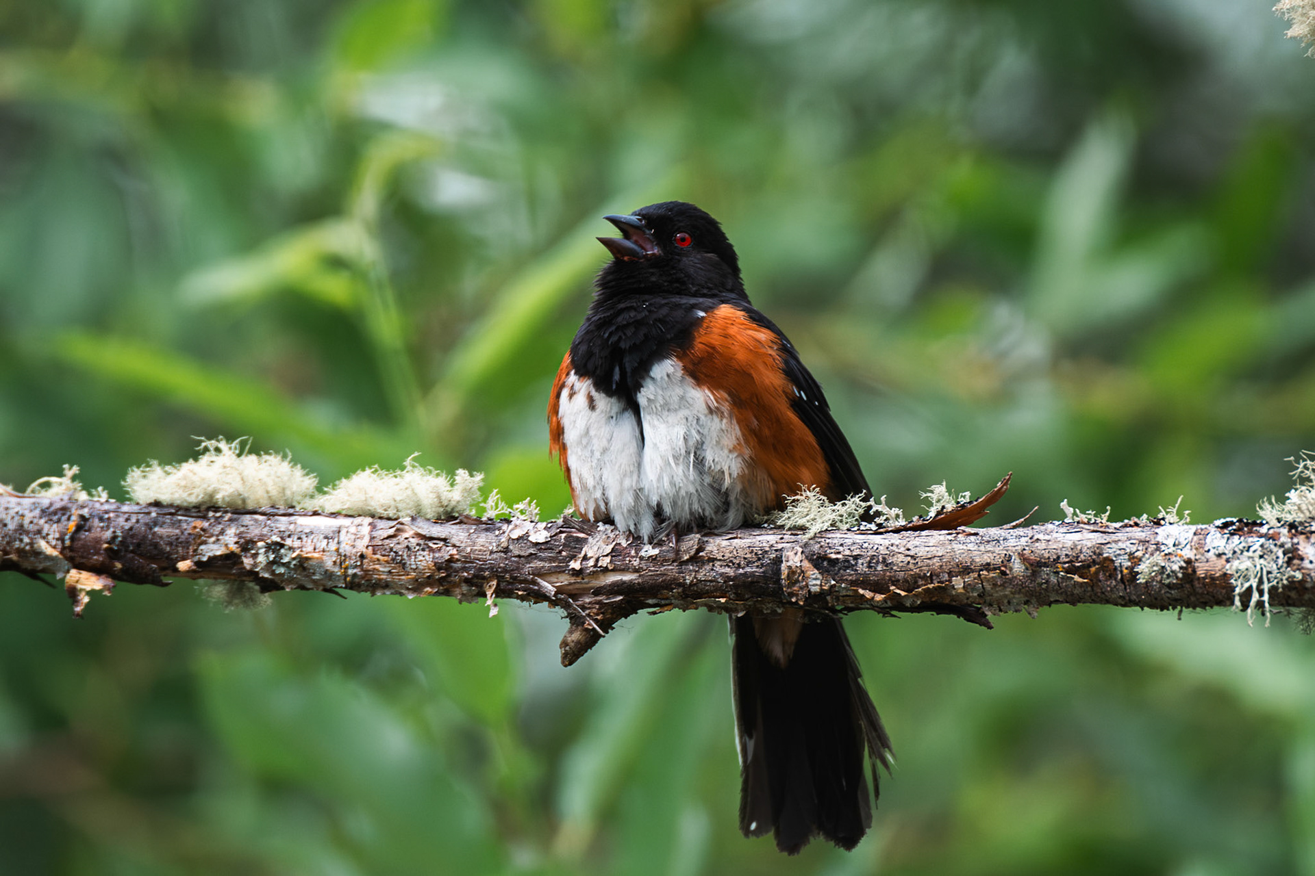American Robin