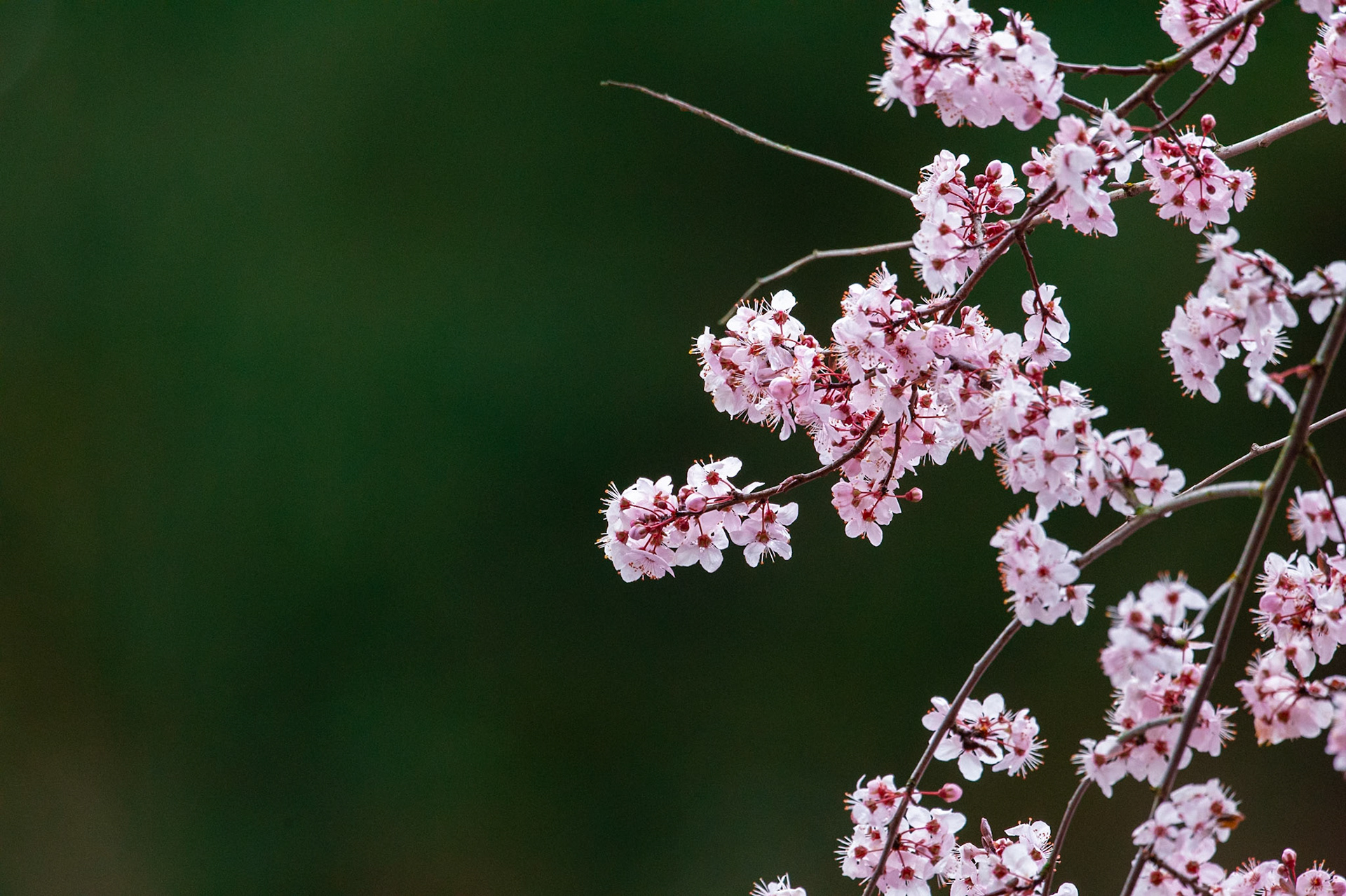 Cherry Blossom