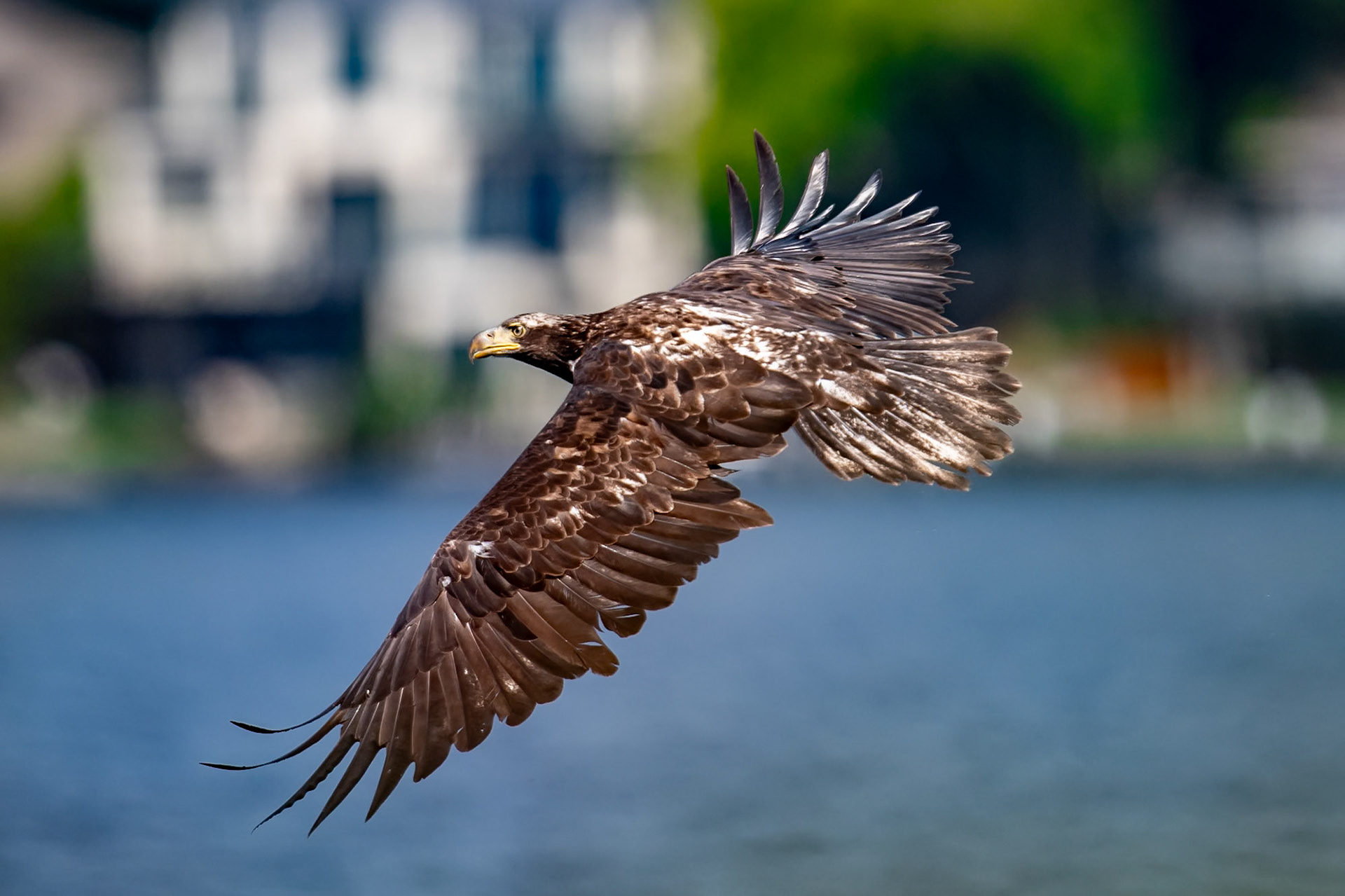 Juvenile Bald Eagle in flight