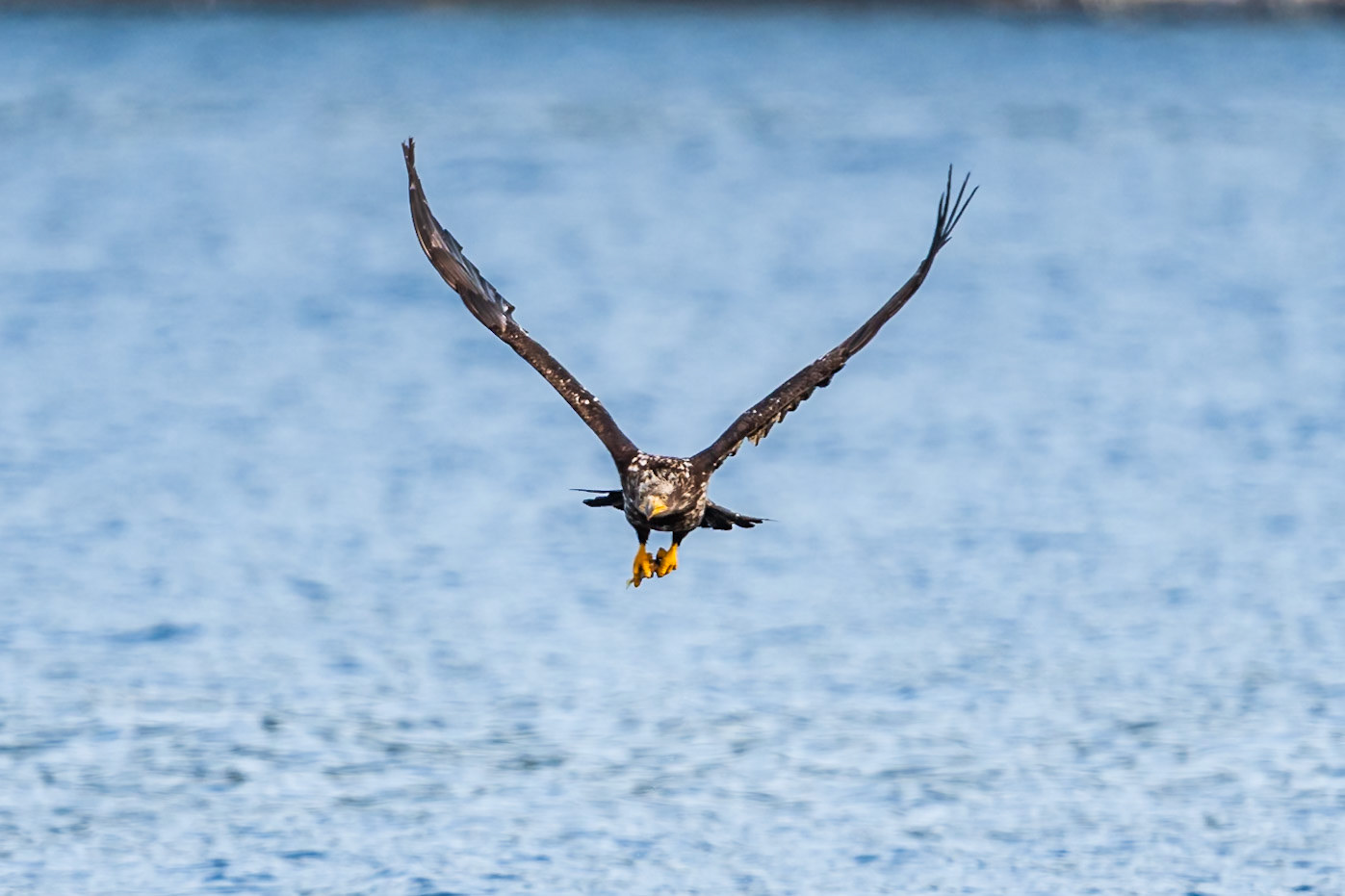 Juvenile Bald Eagle in flight