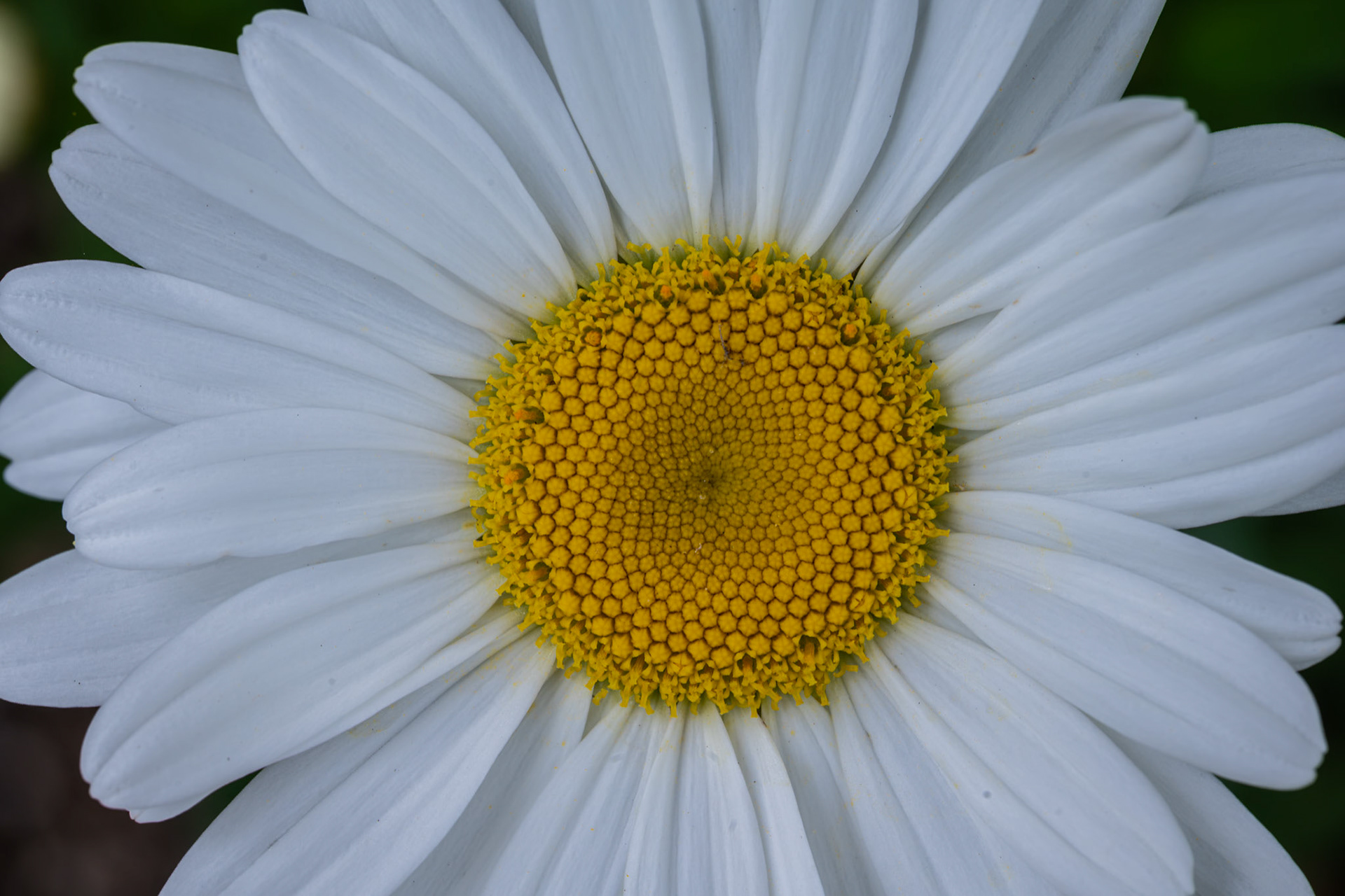 Shasta Daisy