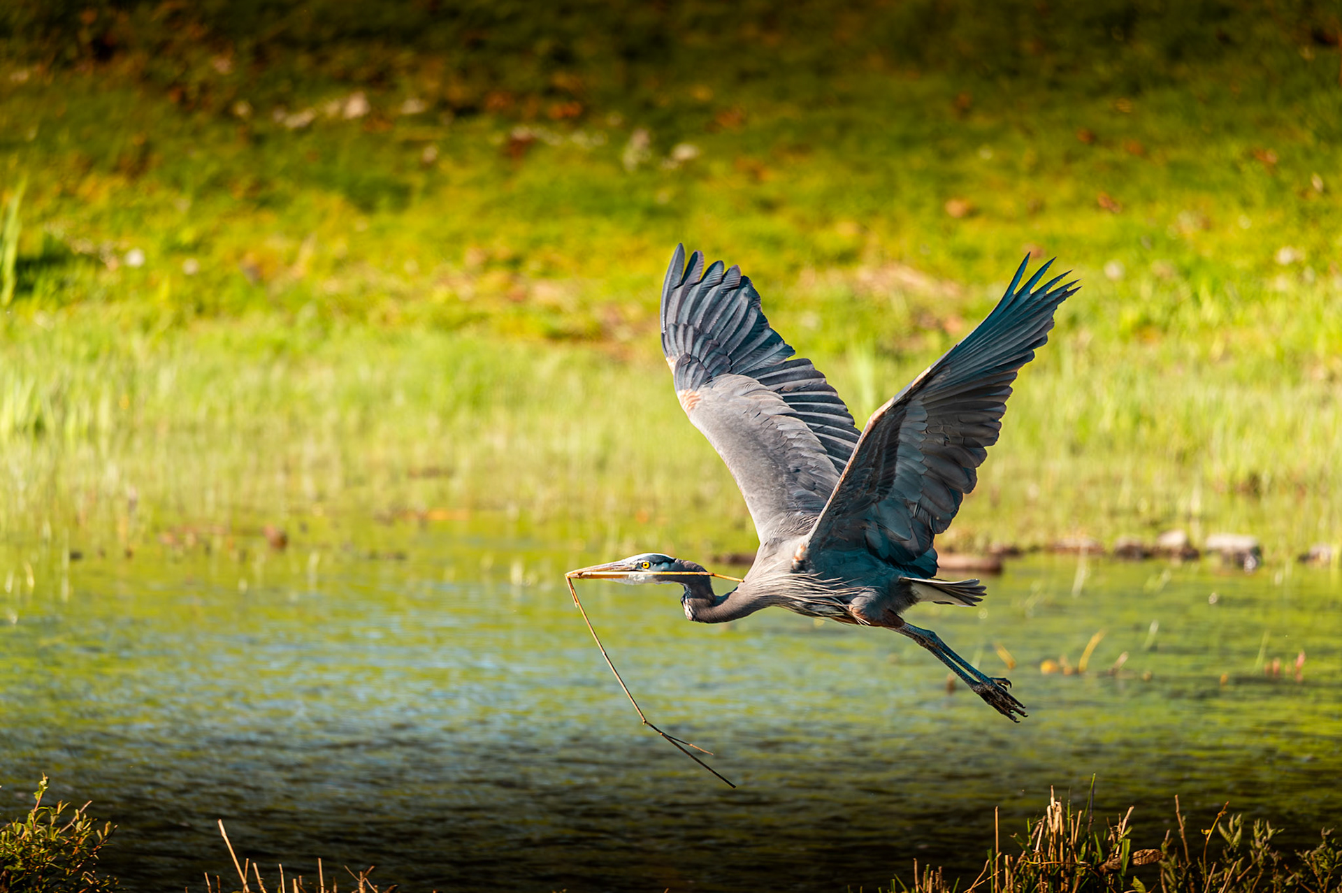 Great Blue Heron in flight