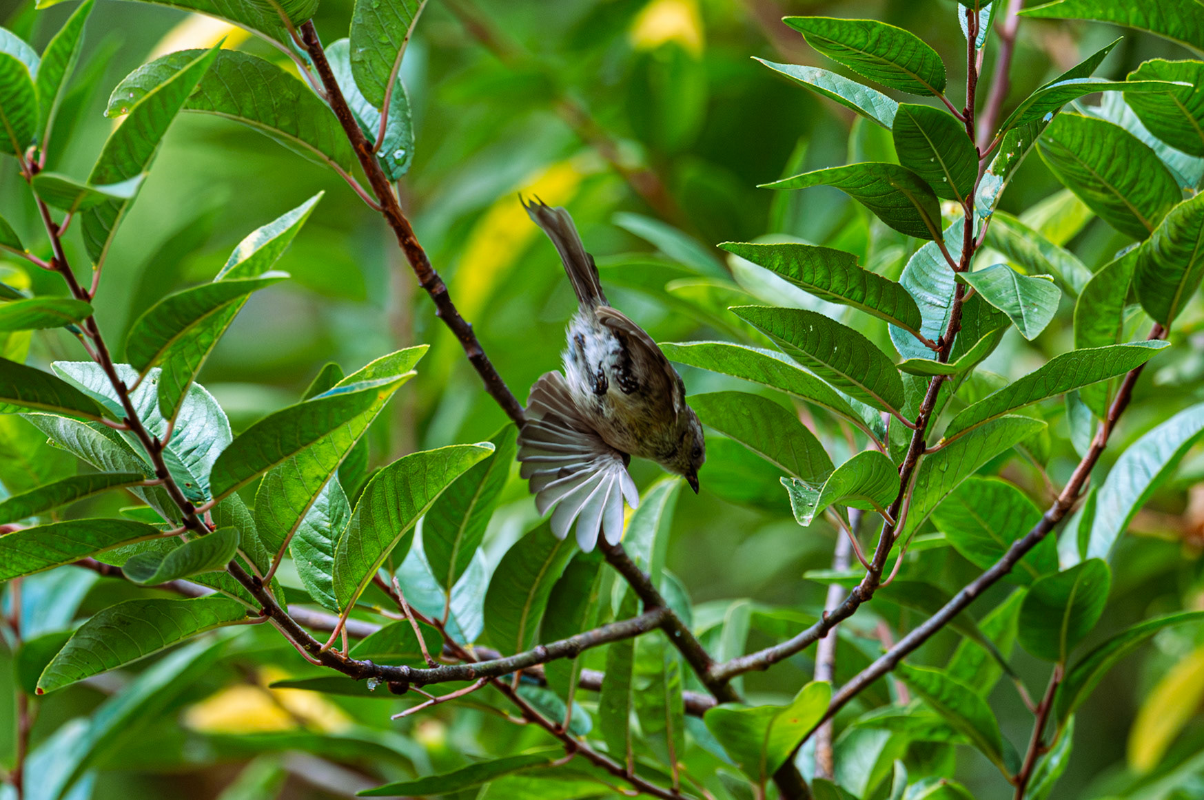 American Bushtit