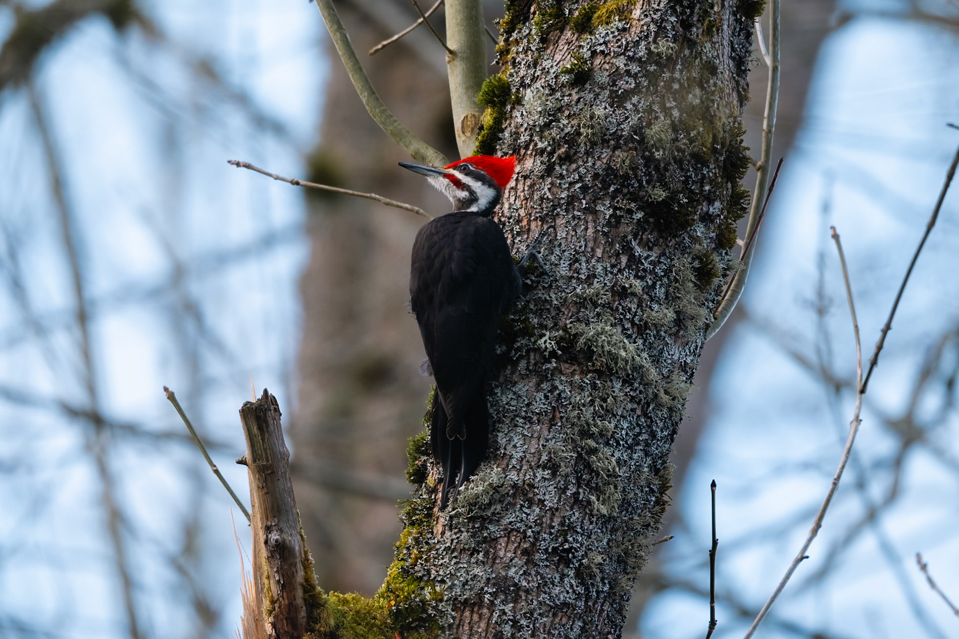 Pileated woodpecker