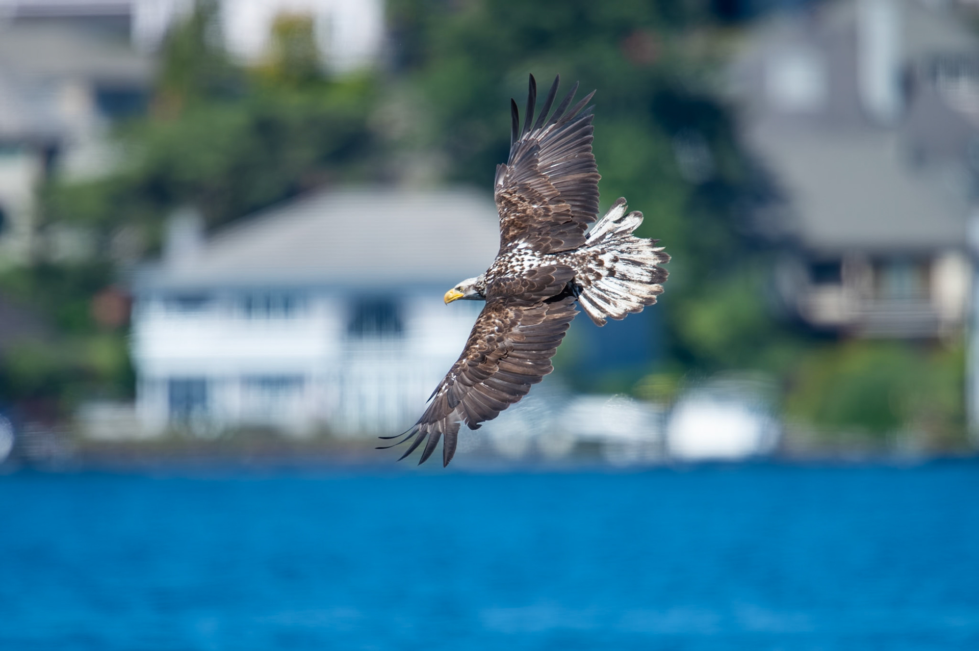Bale Eagle in flight