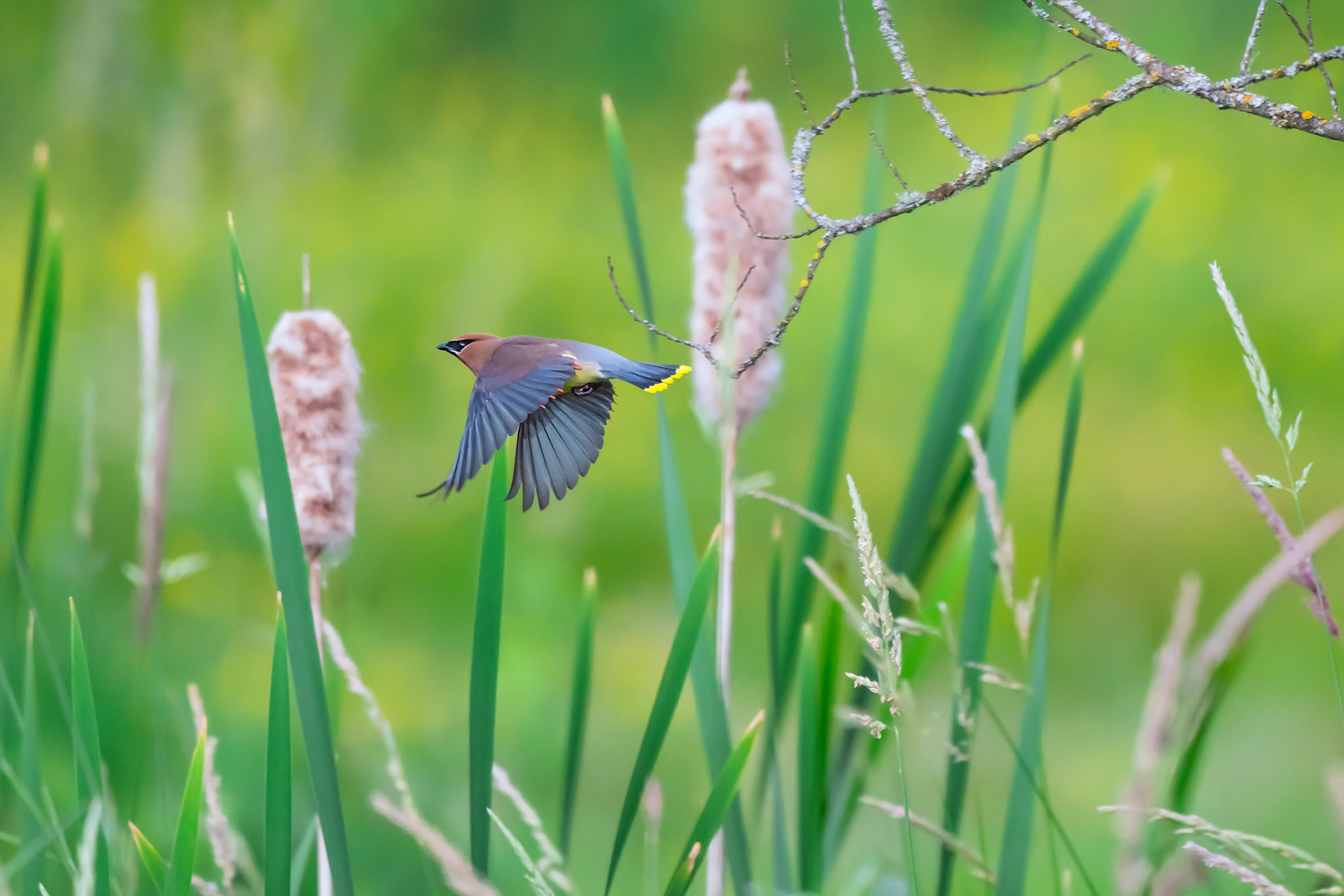 Cedar Waxwing in flight