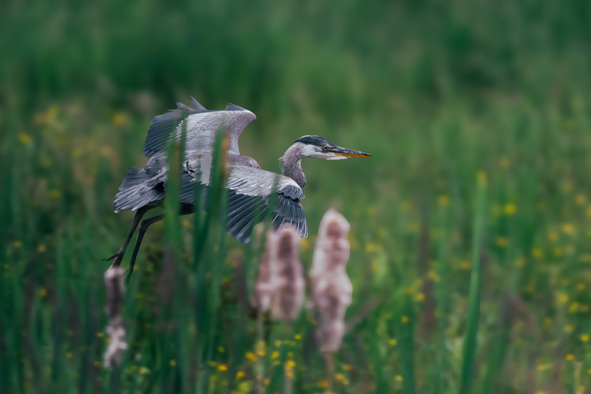 Blue Heron taking off