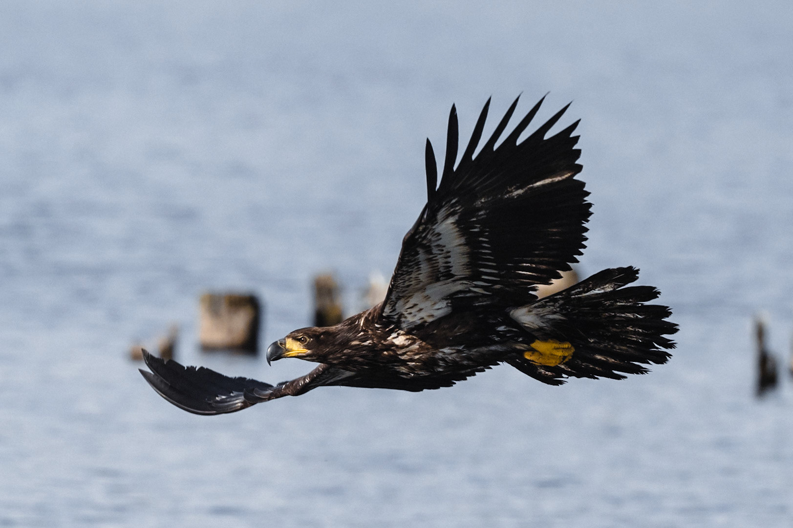 Juvenile Bald Eagle in flight