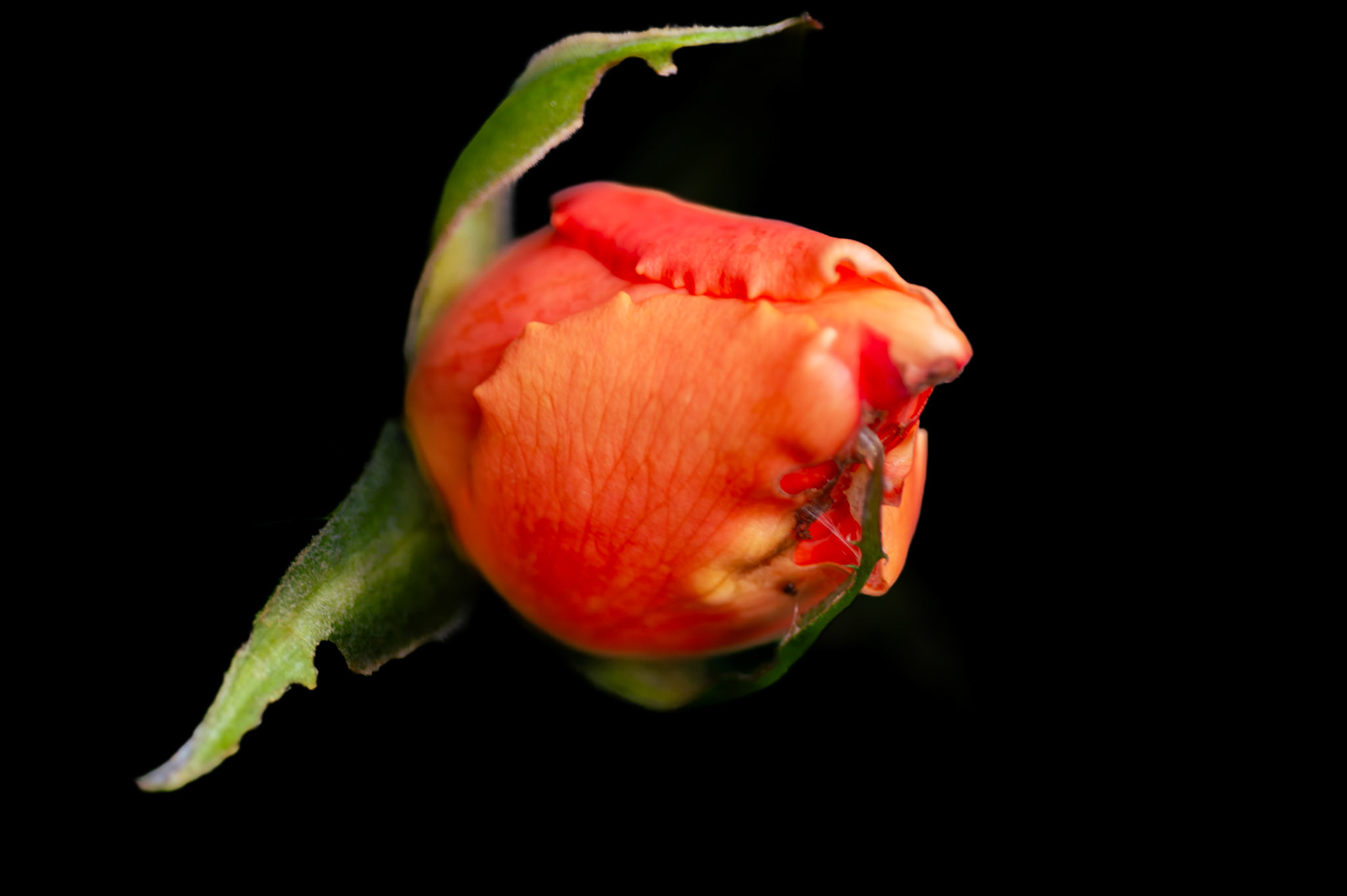 Rose Bud