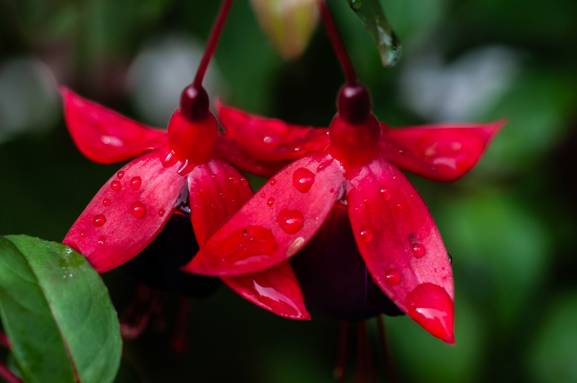 Fuchsia