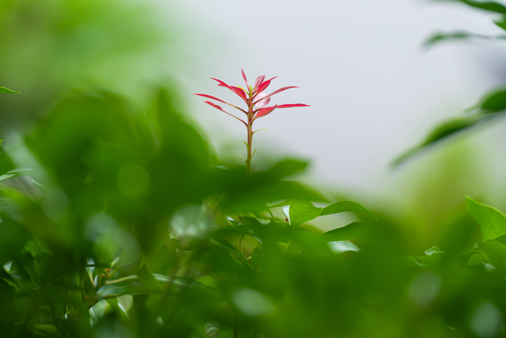 Red Leaves