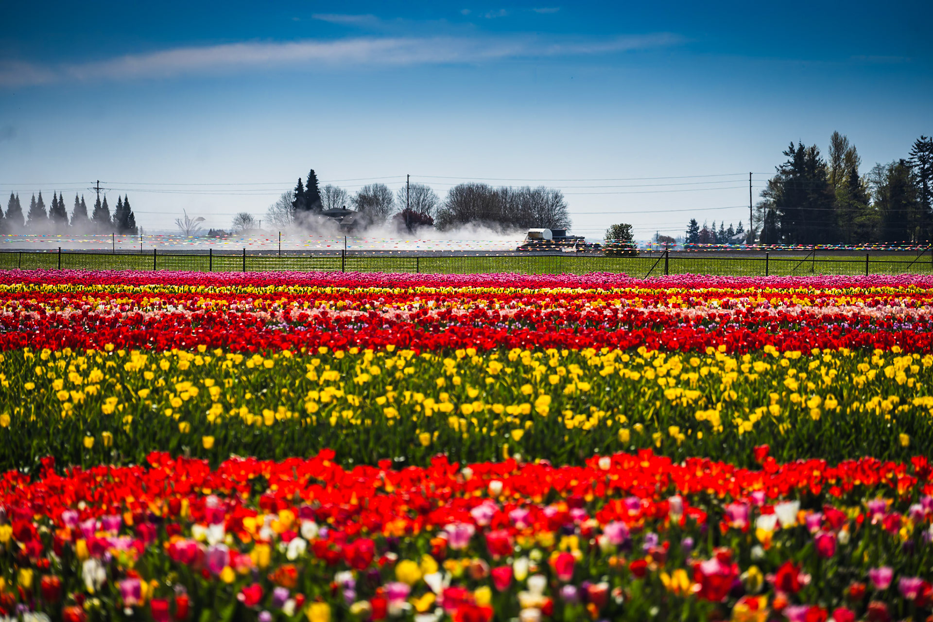 Tulip Fields