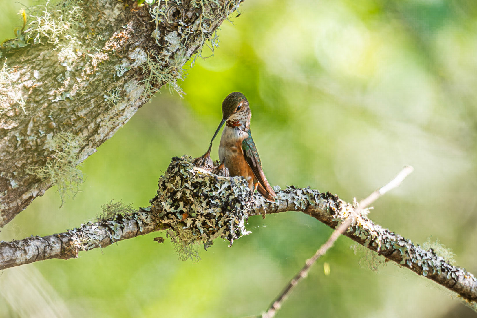 Rufus Hummingbird feeding babies