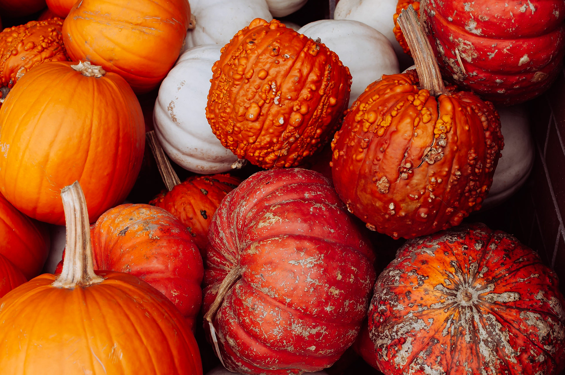 Haloween Pumpkins