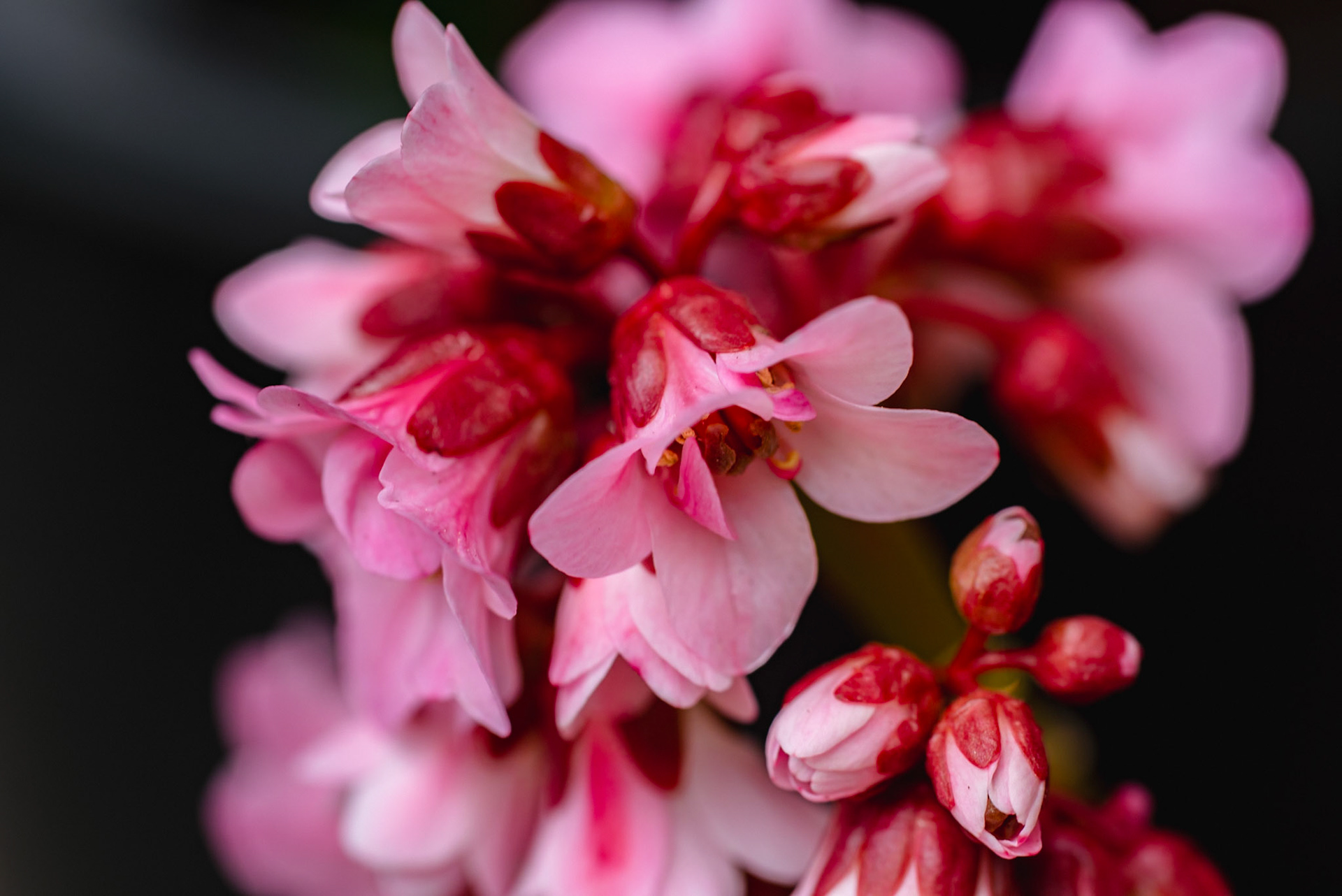 Bergenia (Elephant's ears)