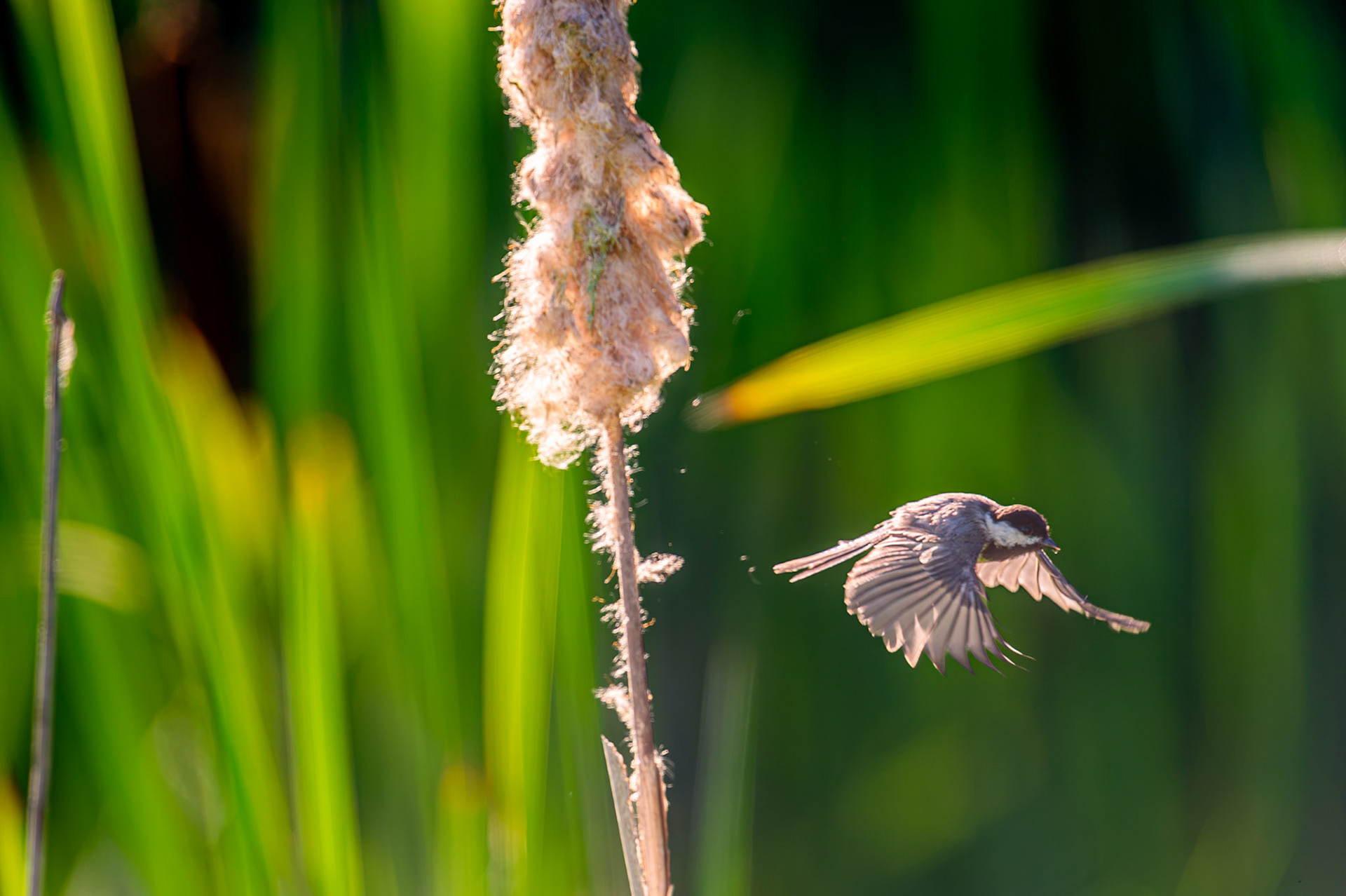 Black Capped Chickadee