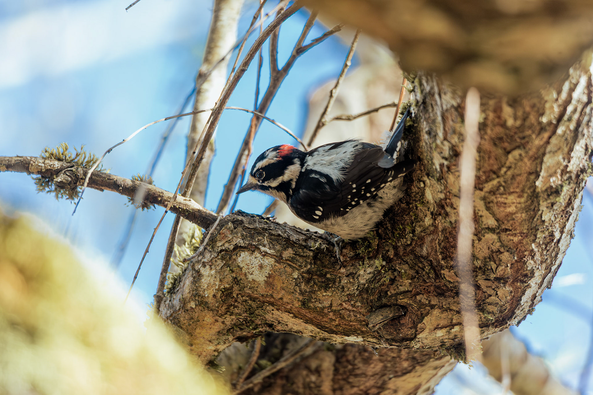Downy Woodpecker