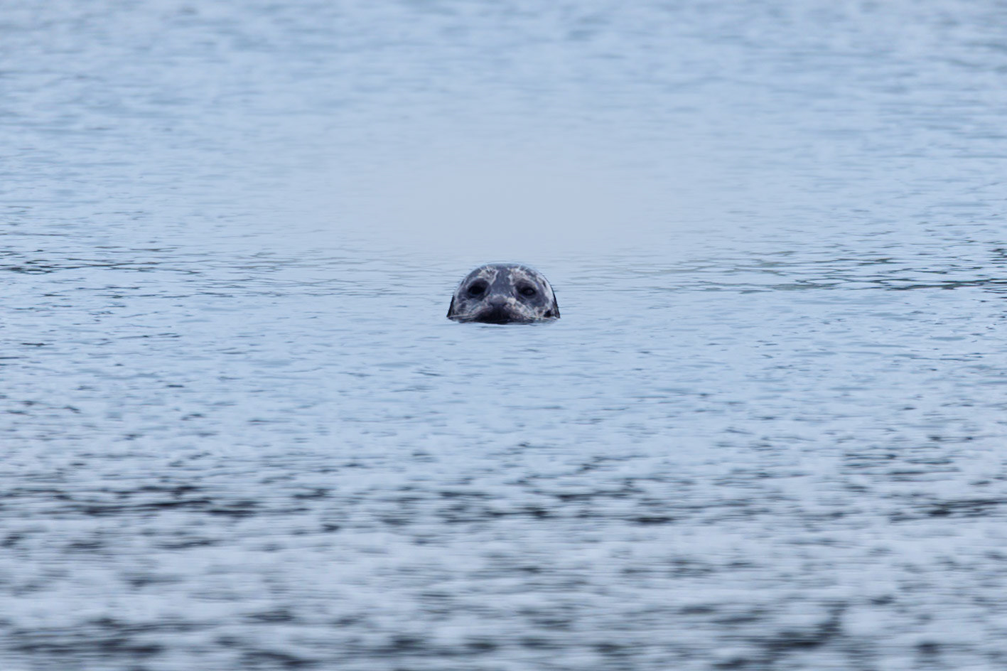 Harbor Seal