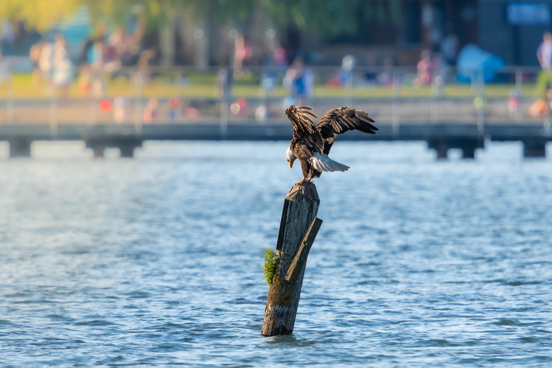 Bald Eagle Landing