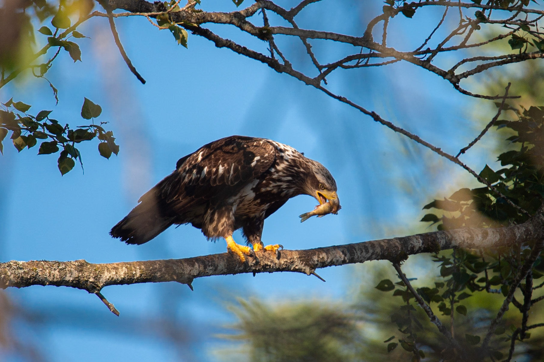 Bald Eagle eating a fish