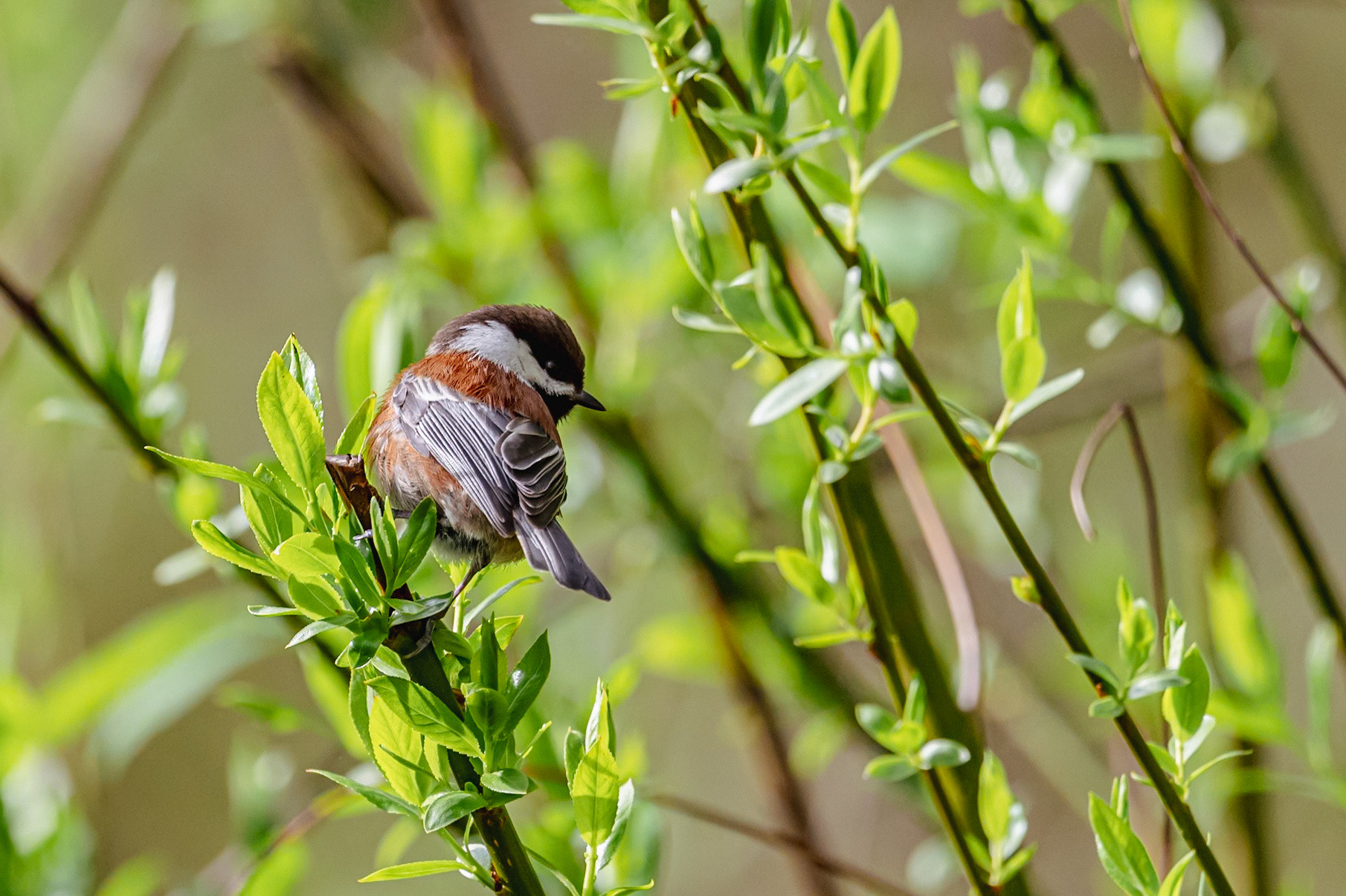 Chestnut-backed Chickadee