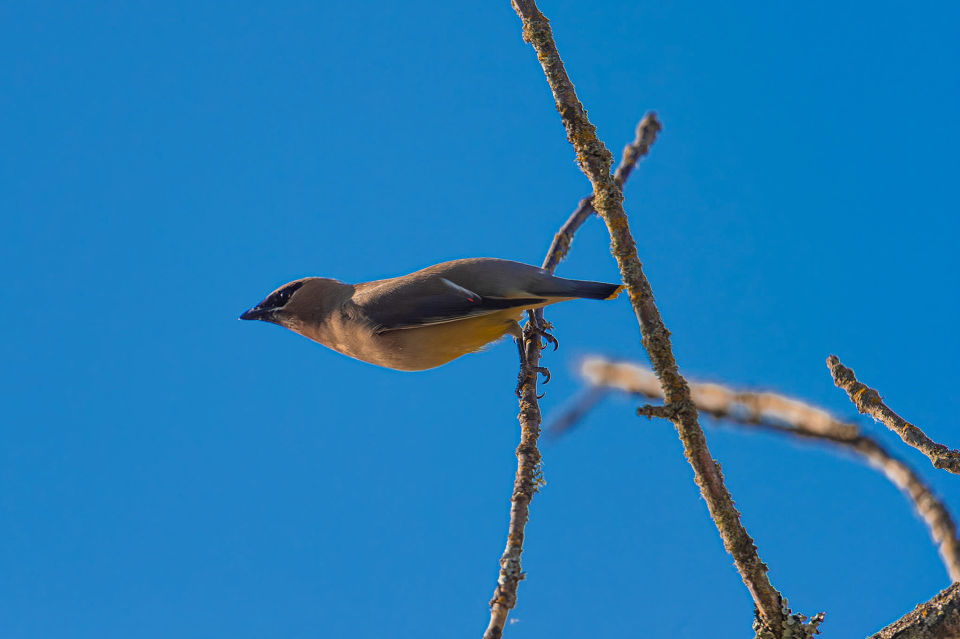 Cedar Waxwing in flight