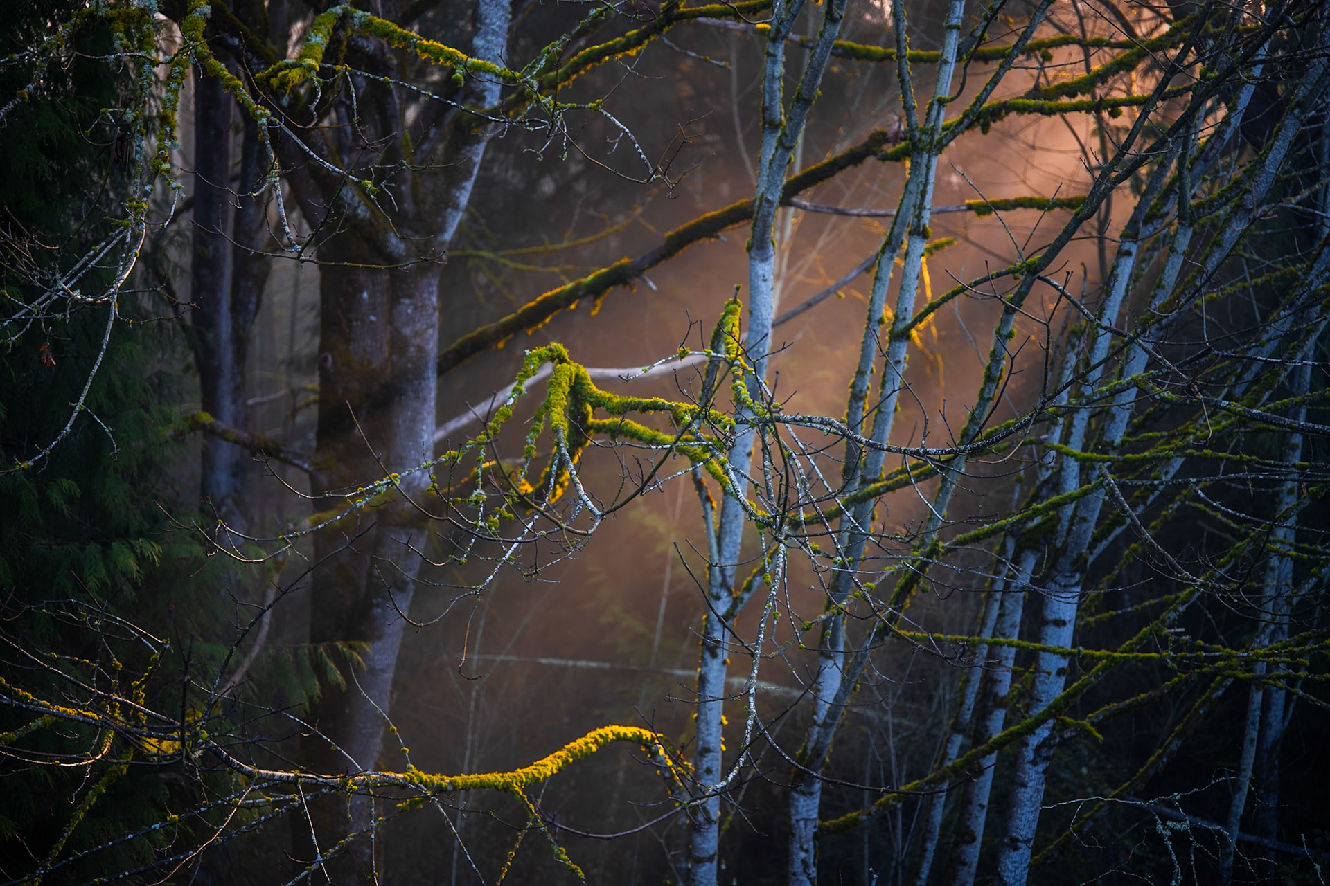 Sunrise in Redmond