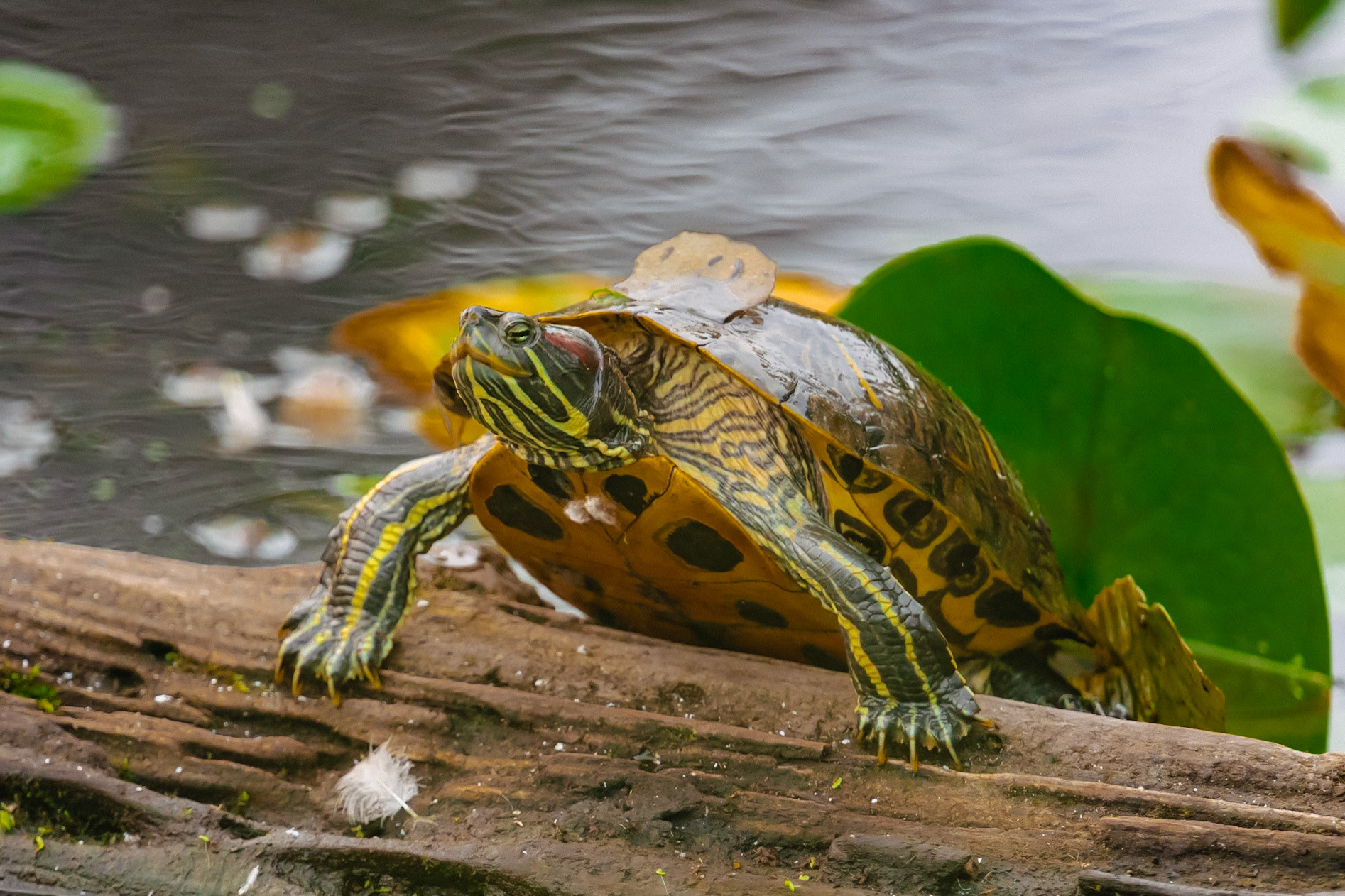 A Turtle