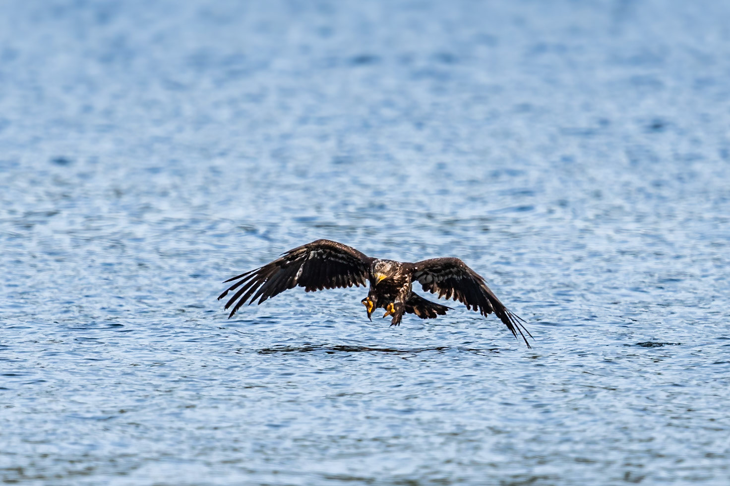 Juvenile Bald Eagle catching a fish
