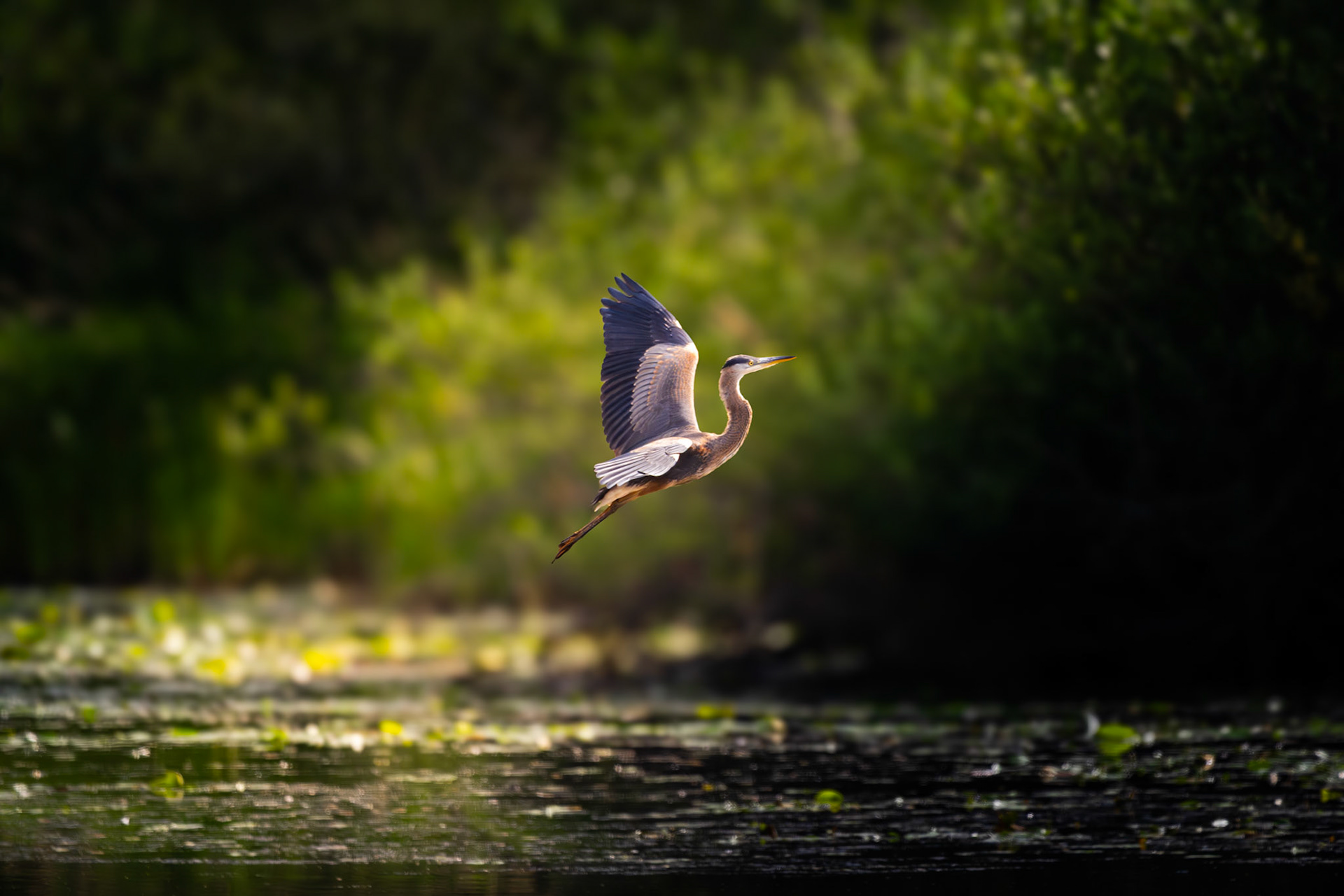 Great Blue Heron in flight