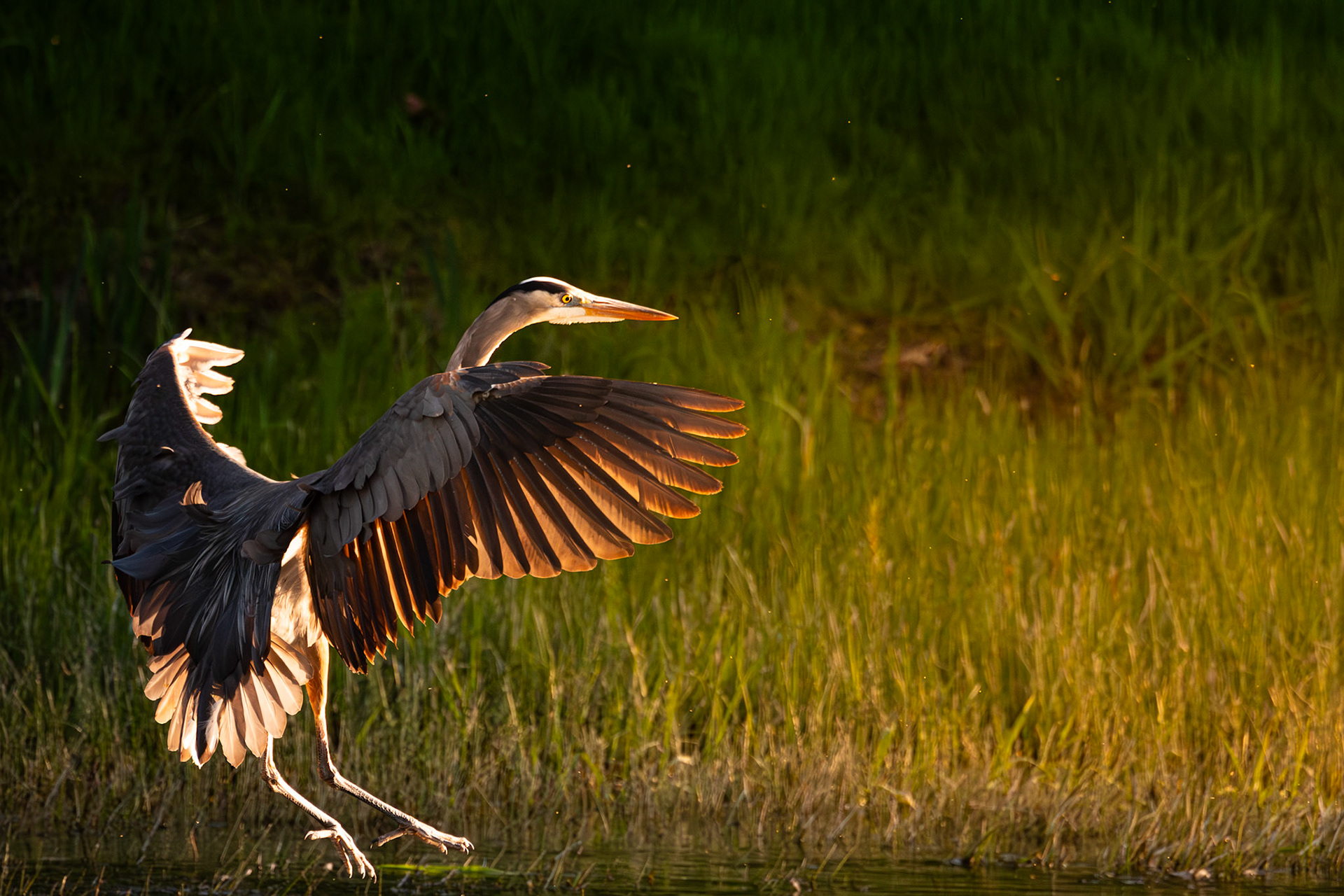 Blue Heron at Sunset