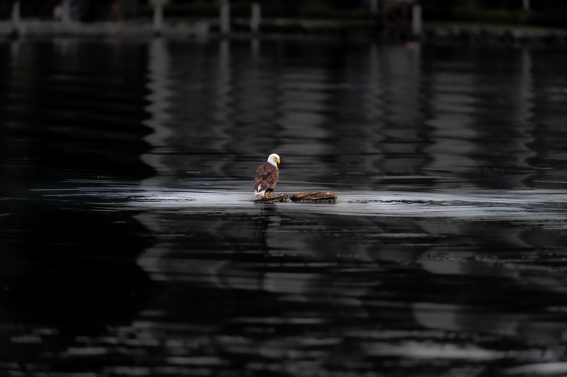 Bald Eagle waiting for fish