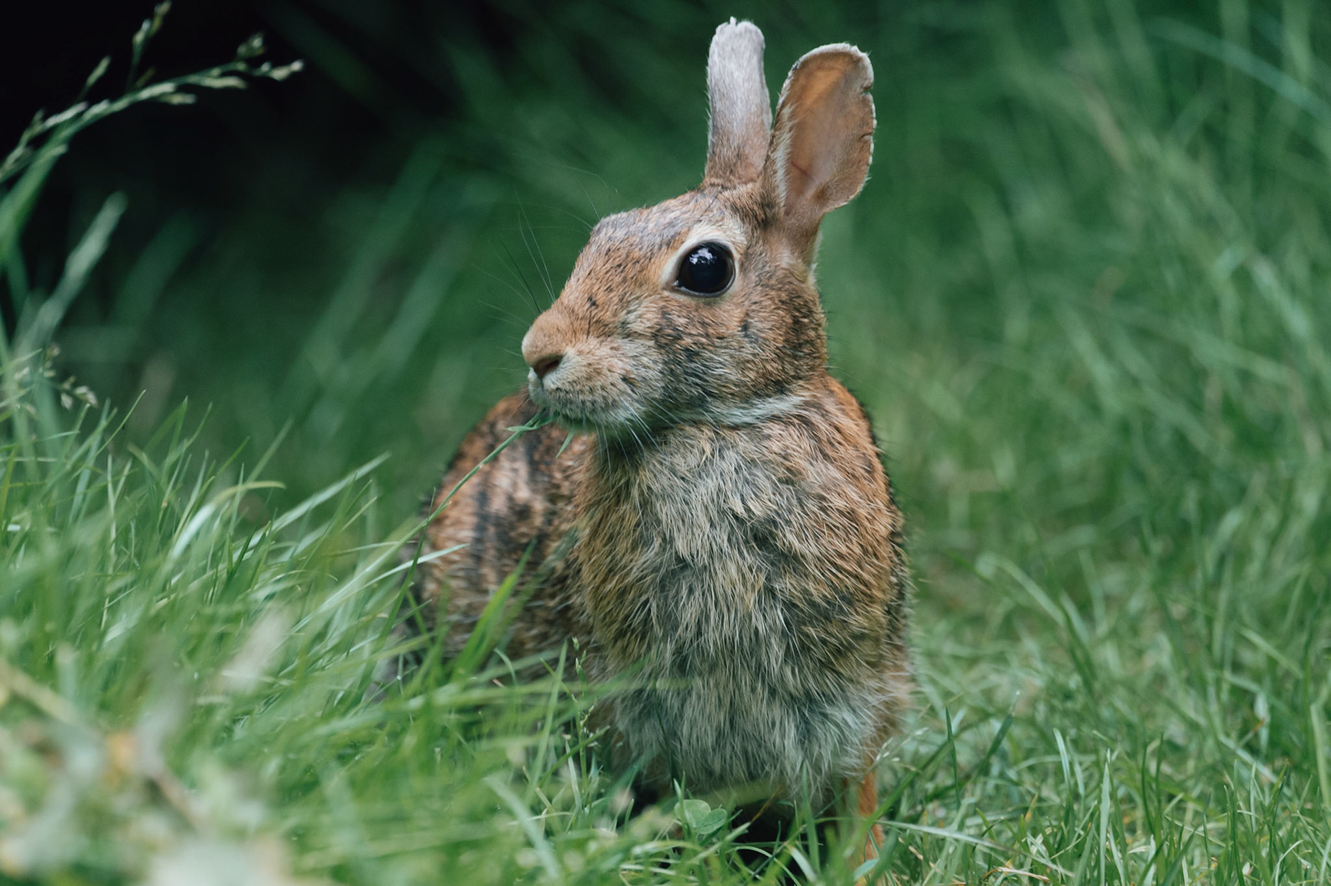 Rabbit