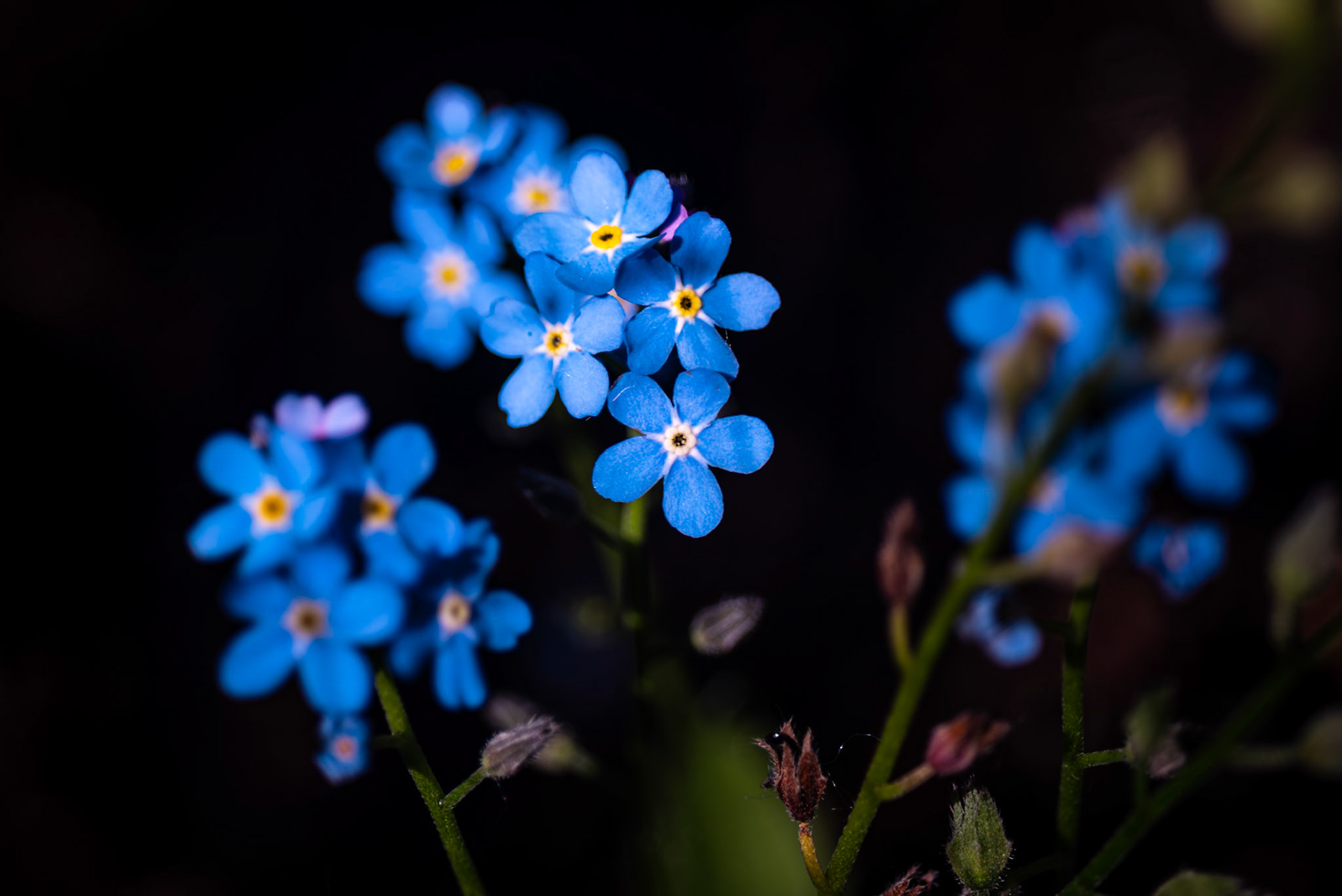 Forget me not