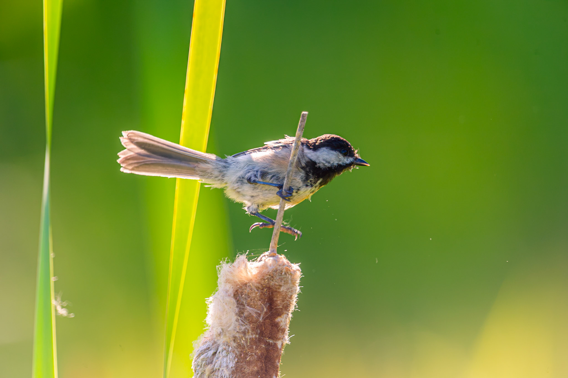 Black Capped Chickadee