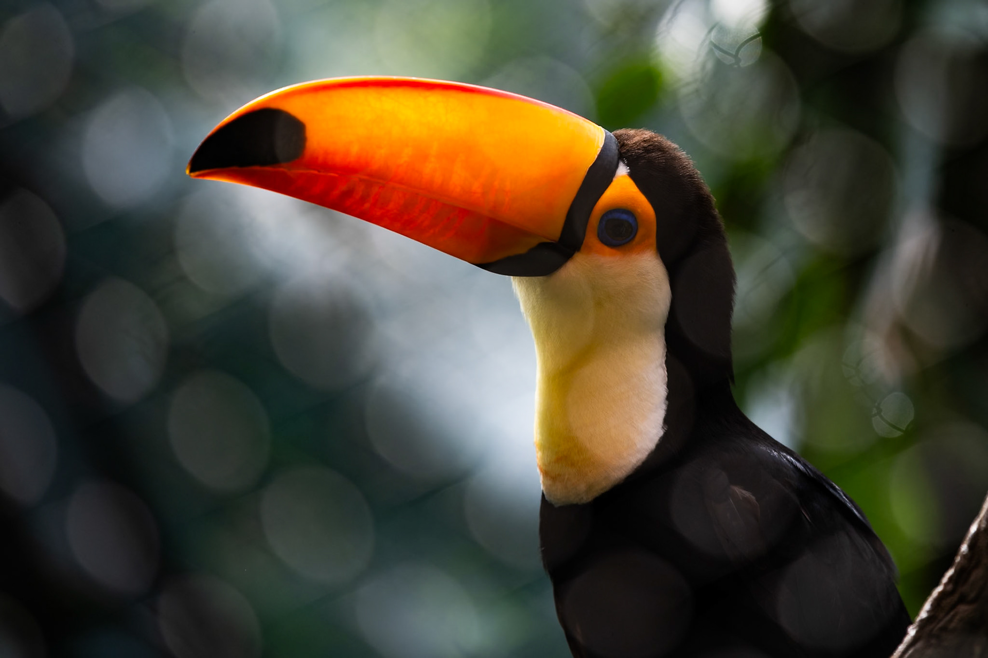 Toco Toucan