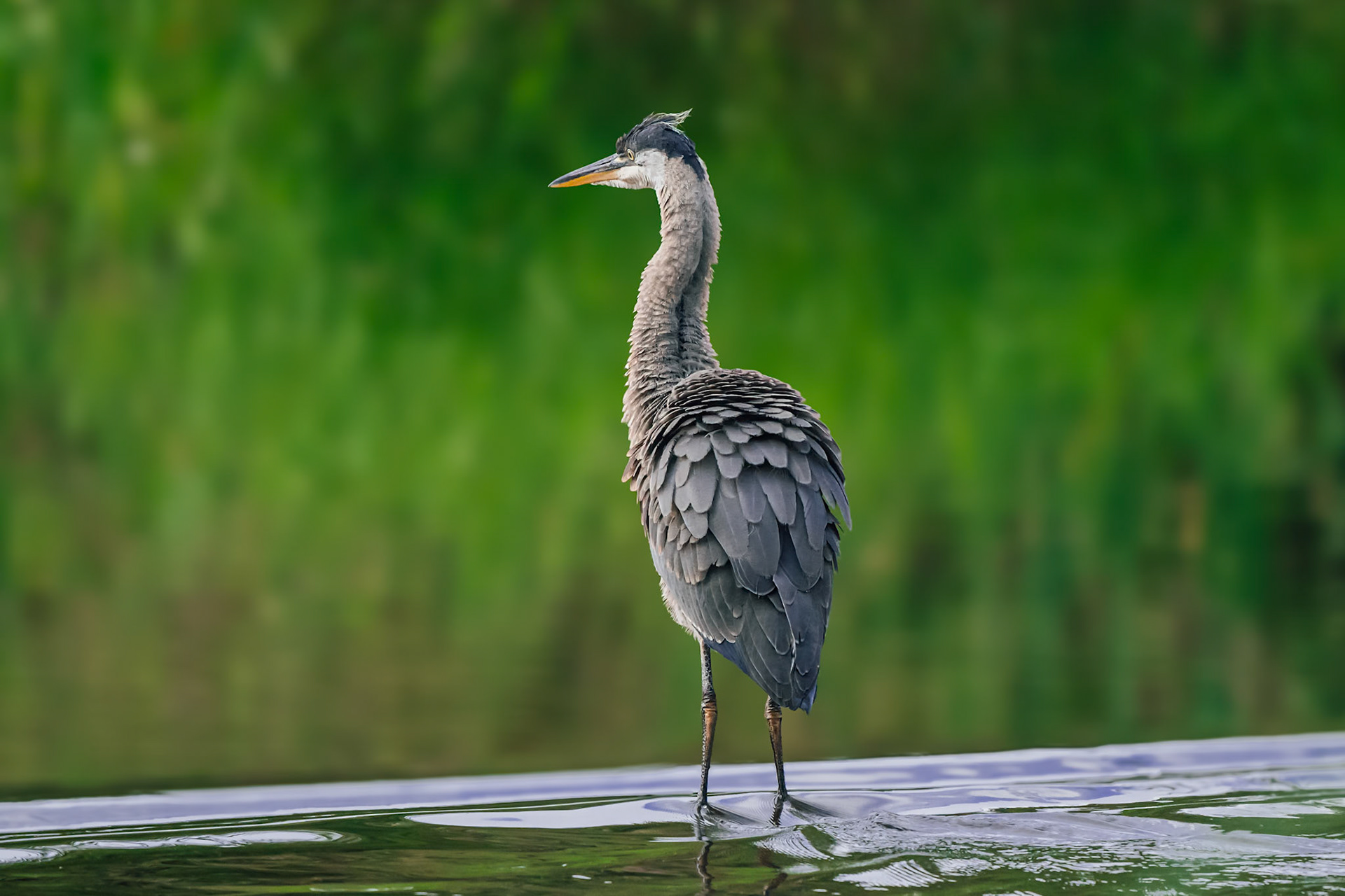 Blue Heron in River Sammamish