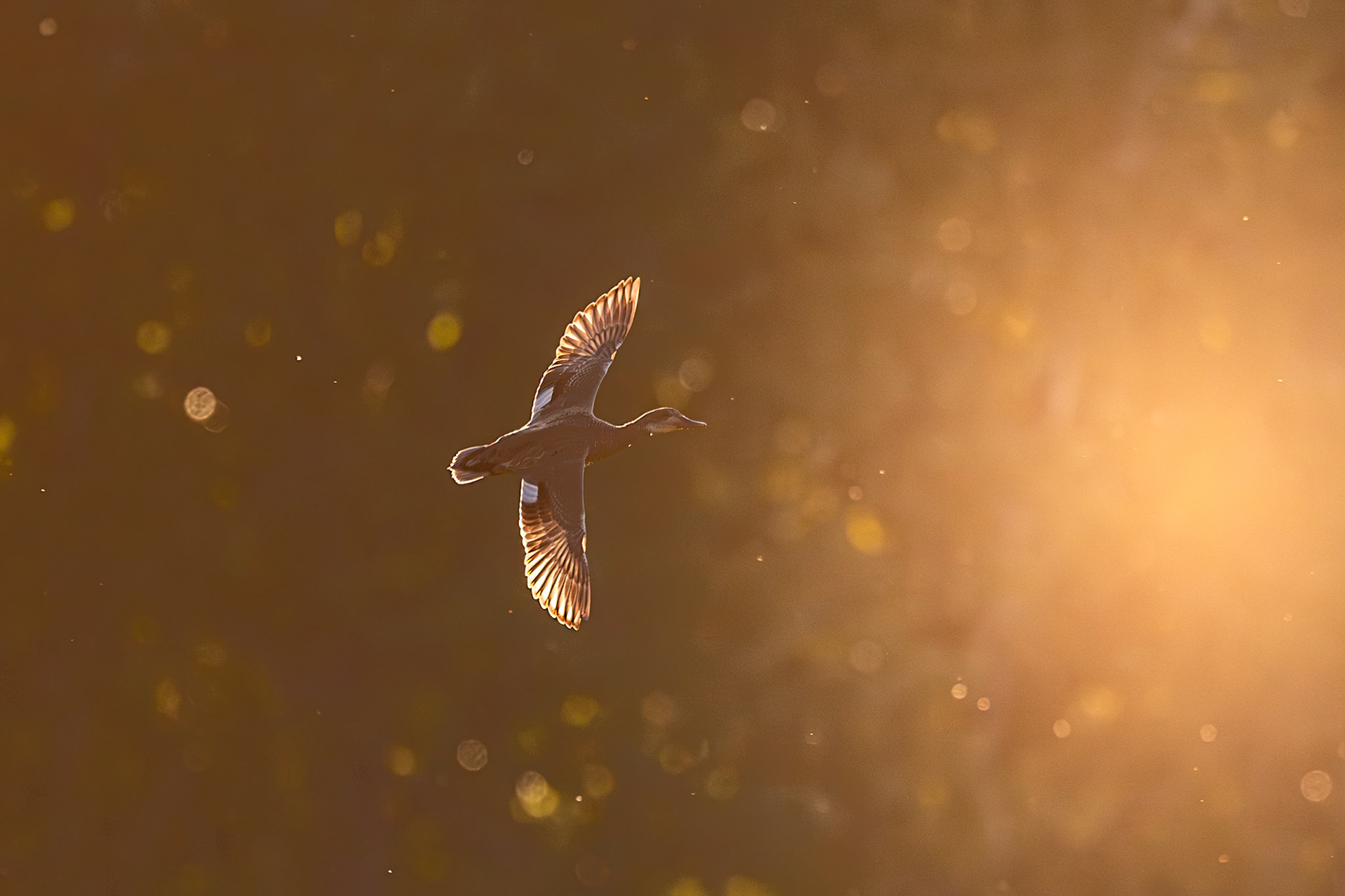 duck in flight