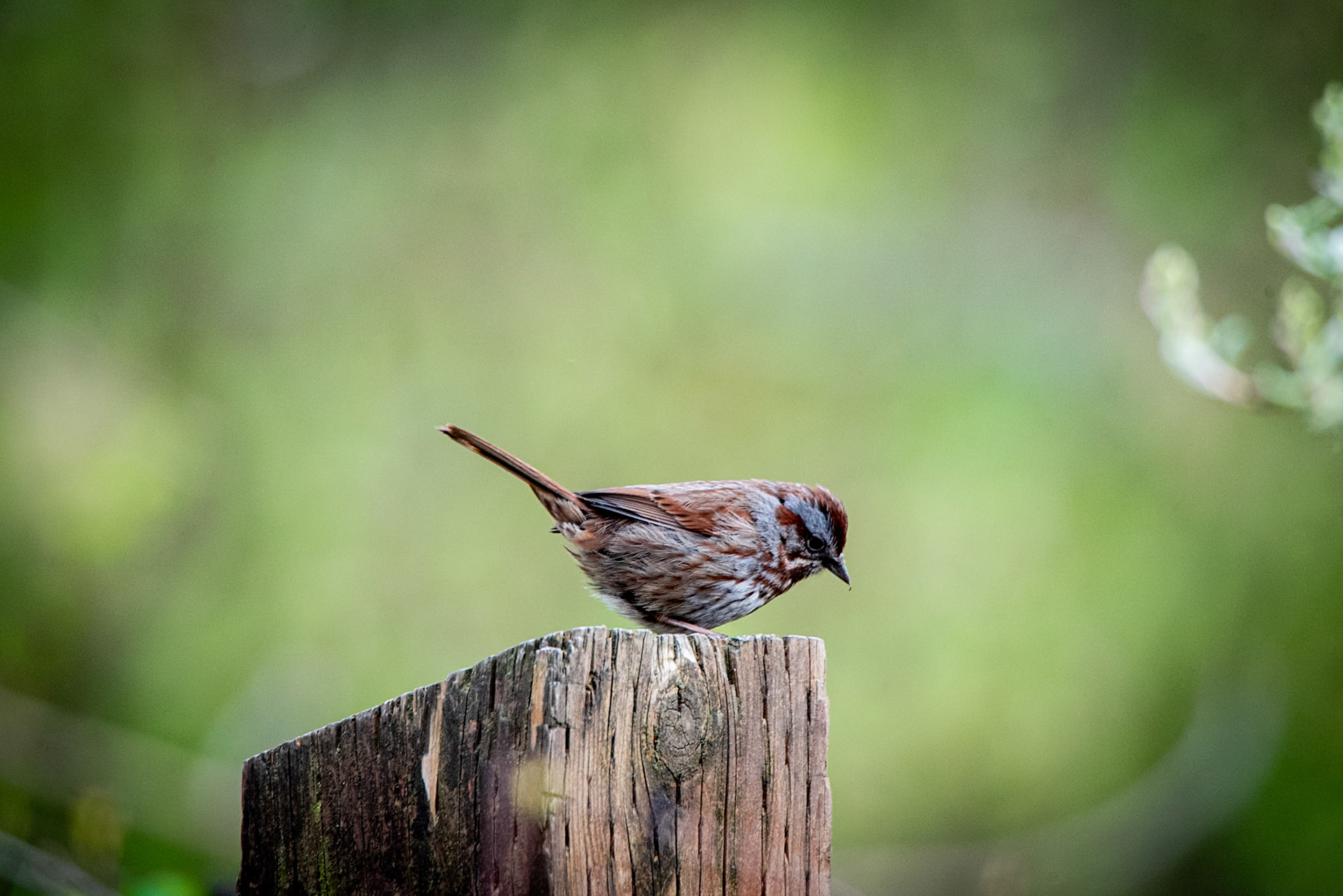 Song Sparrow