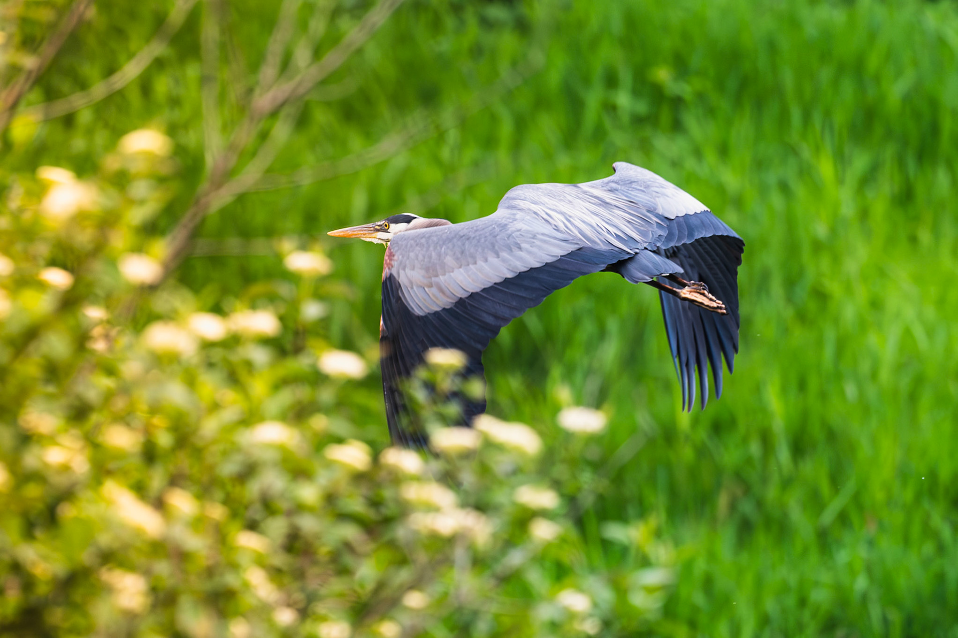 Blue Heron in flight