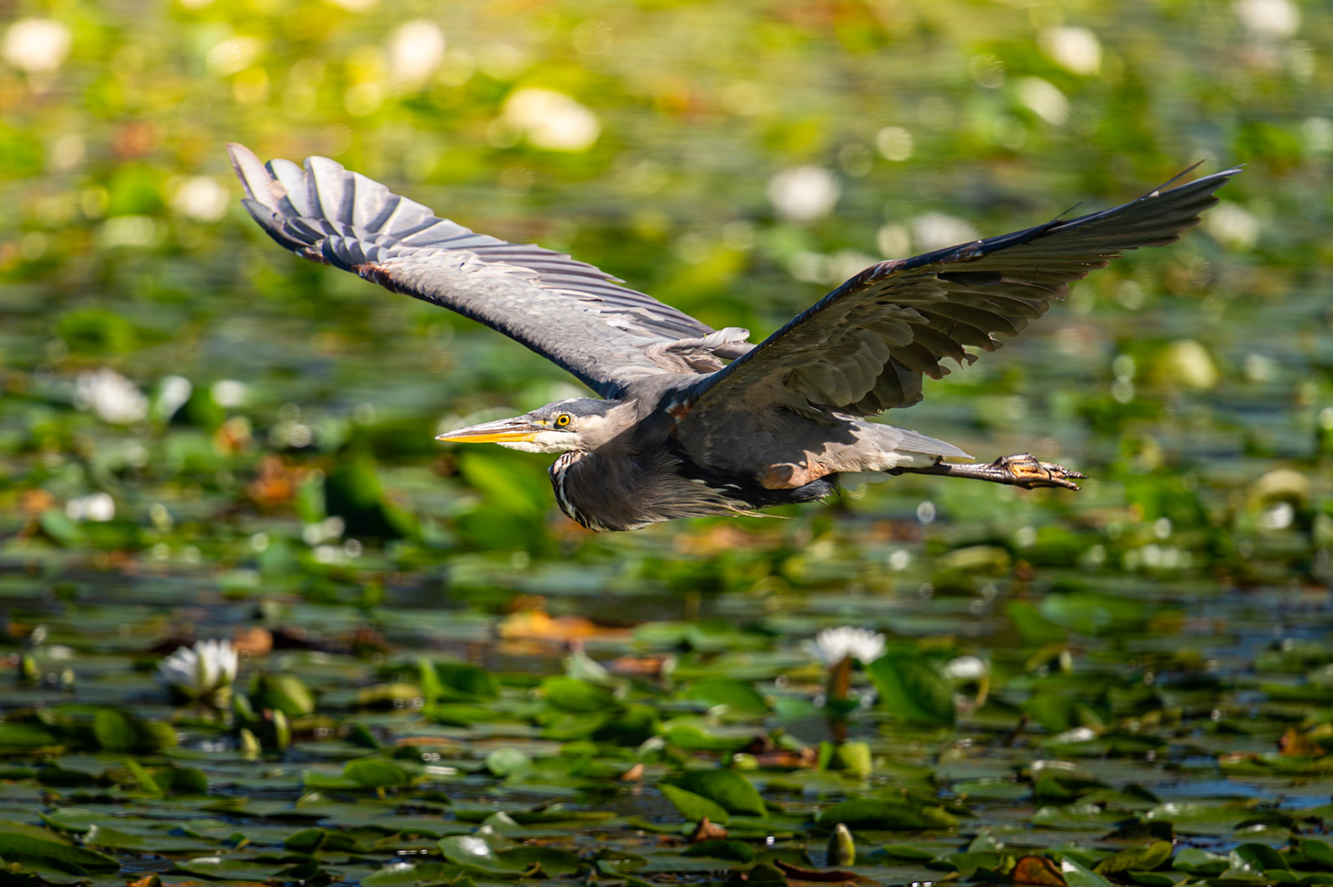 Blue Heron in flight