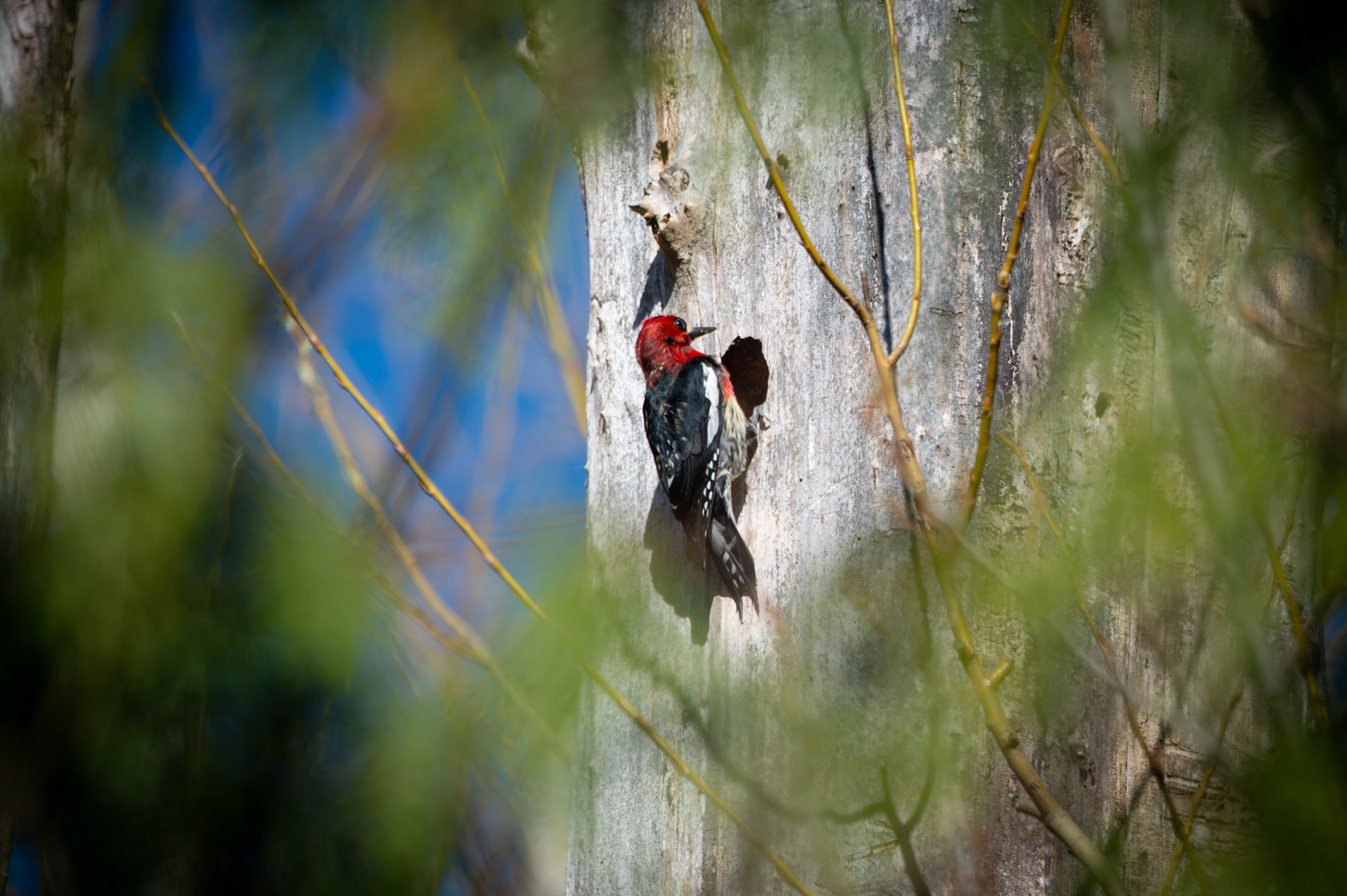 Red Breasted Sapsucker