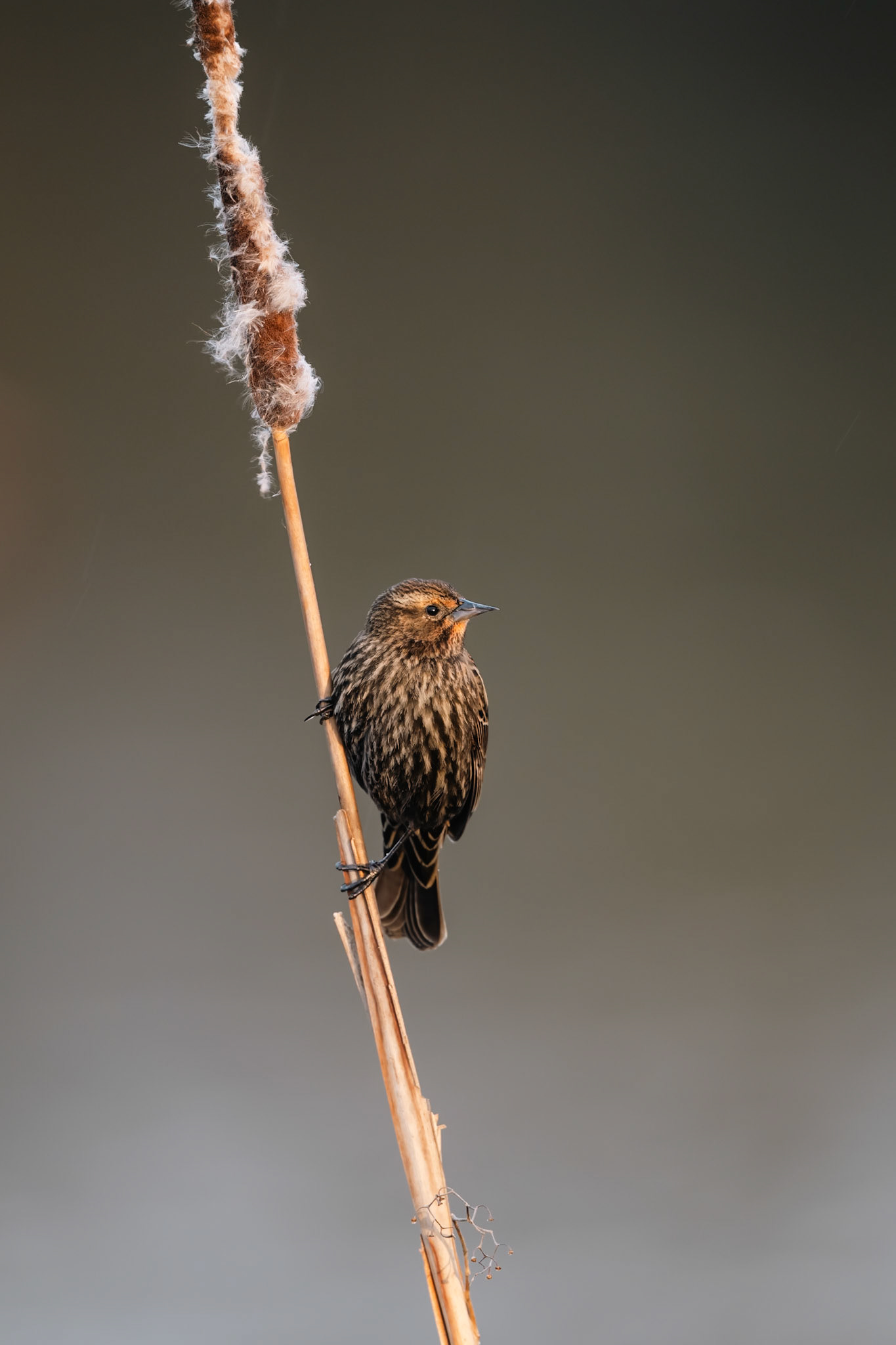 Female Redwinged Blackbird